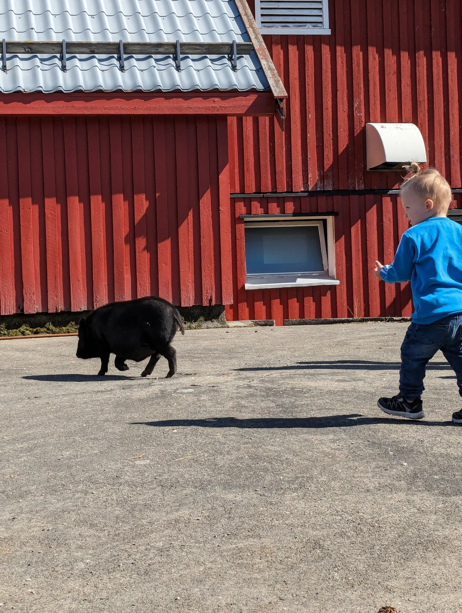 En liten svart gris og en ung gutt som leker ute foran en rød bygning.