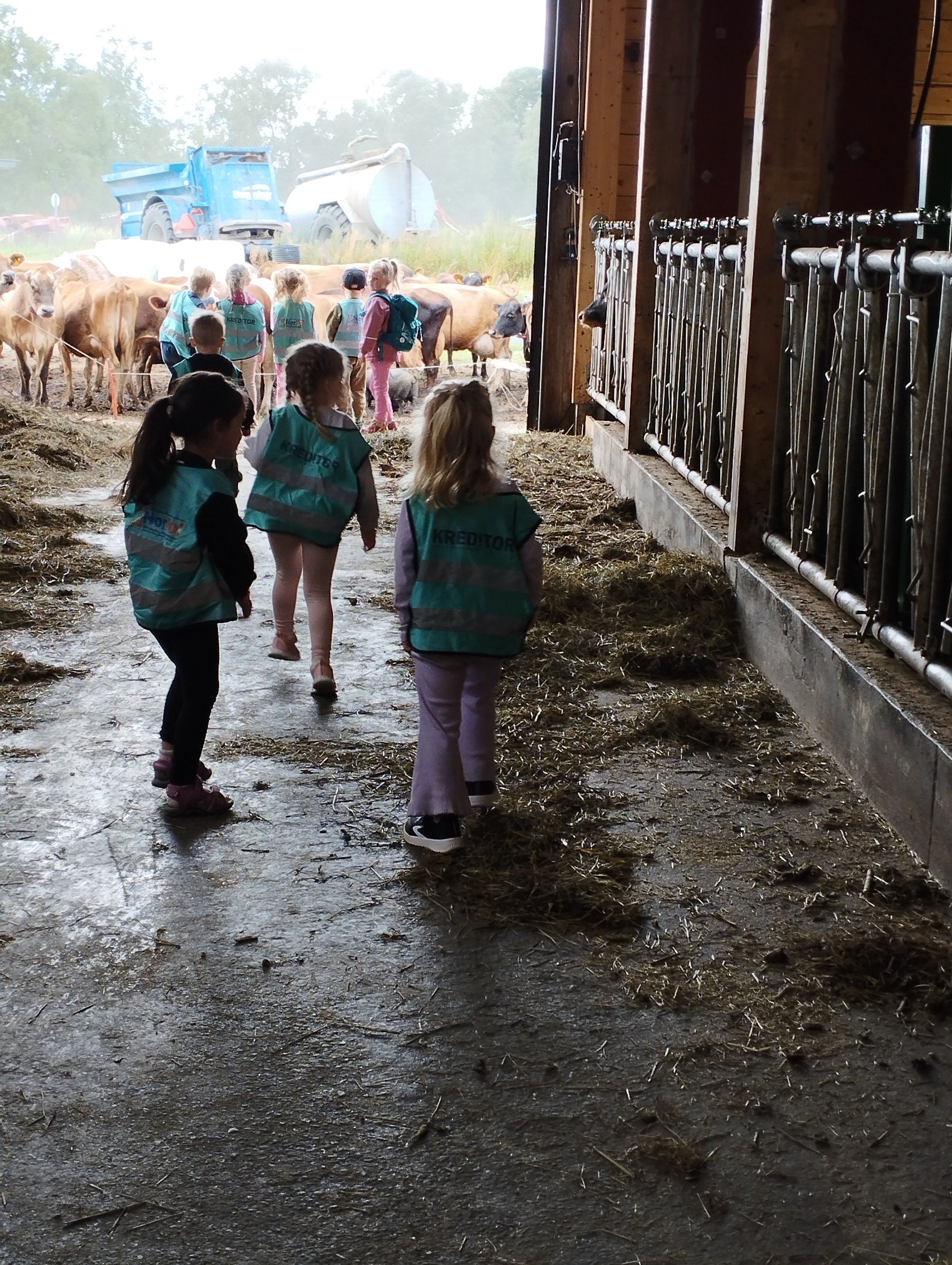 Vi besøker kyr i nabofjøset. 