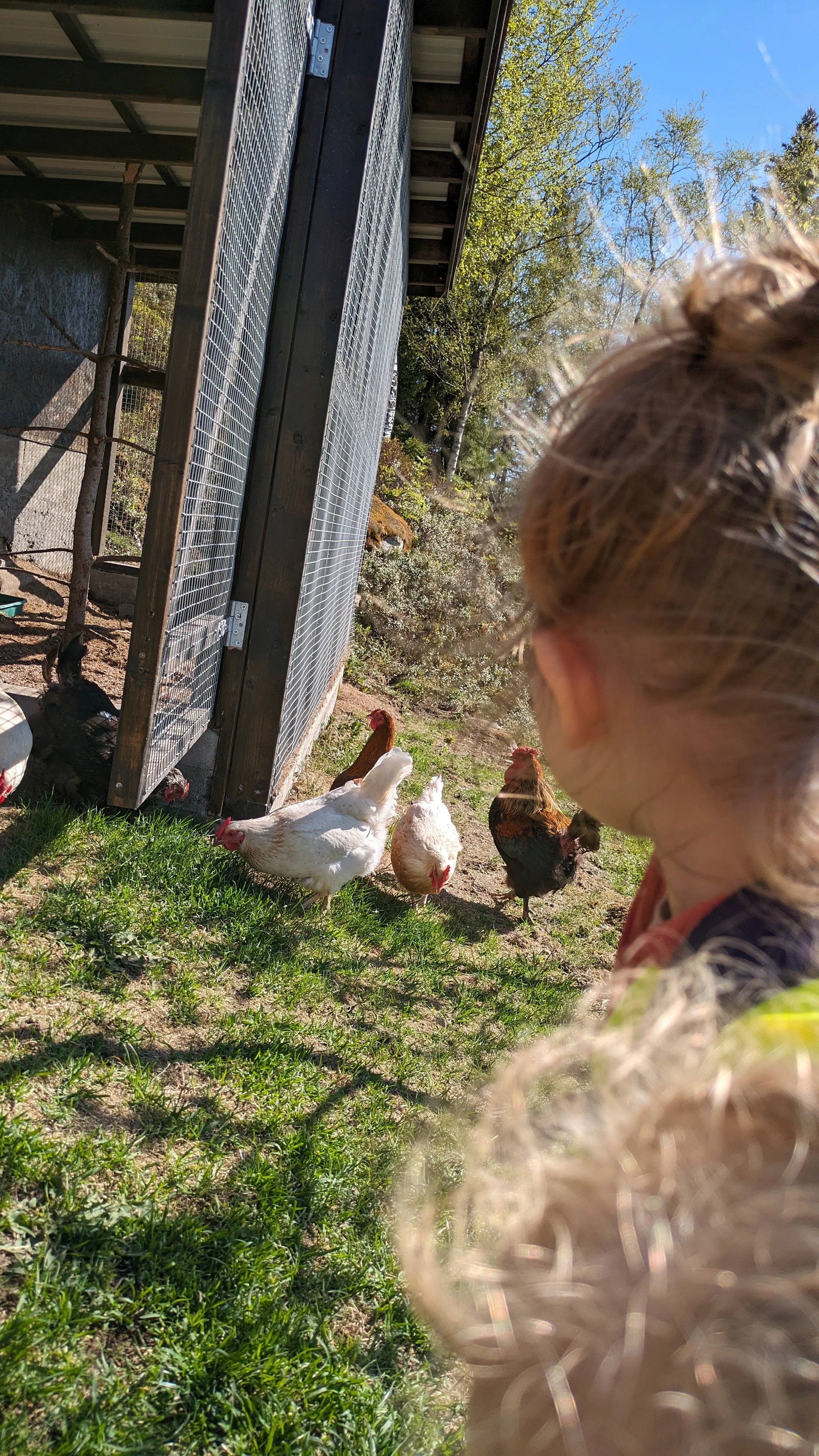 På besøk til nabohønene. 