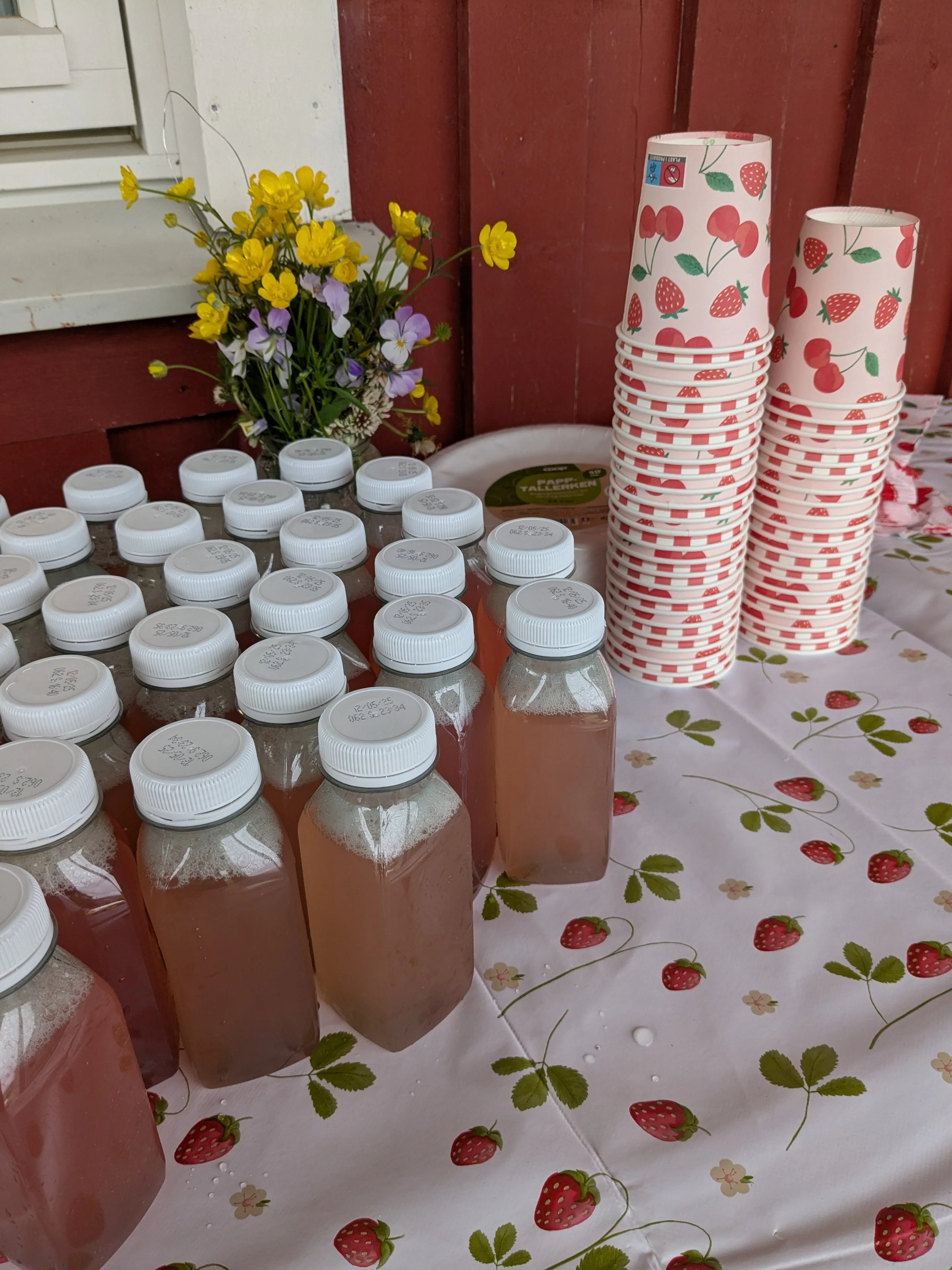 Vi har laget saft av hagens mange frukttrær!