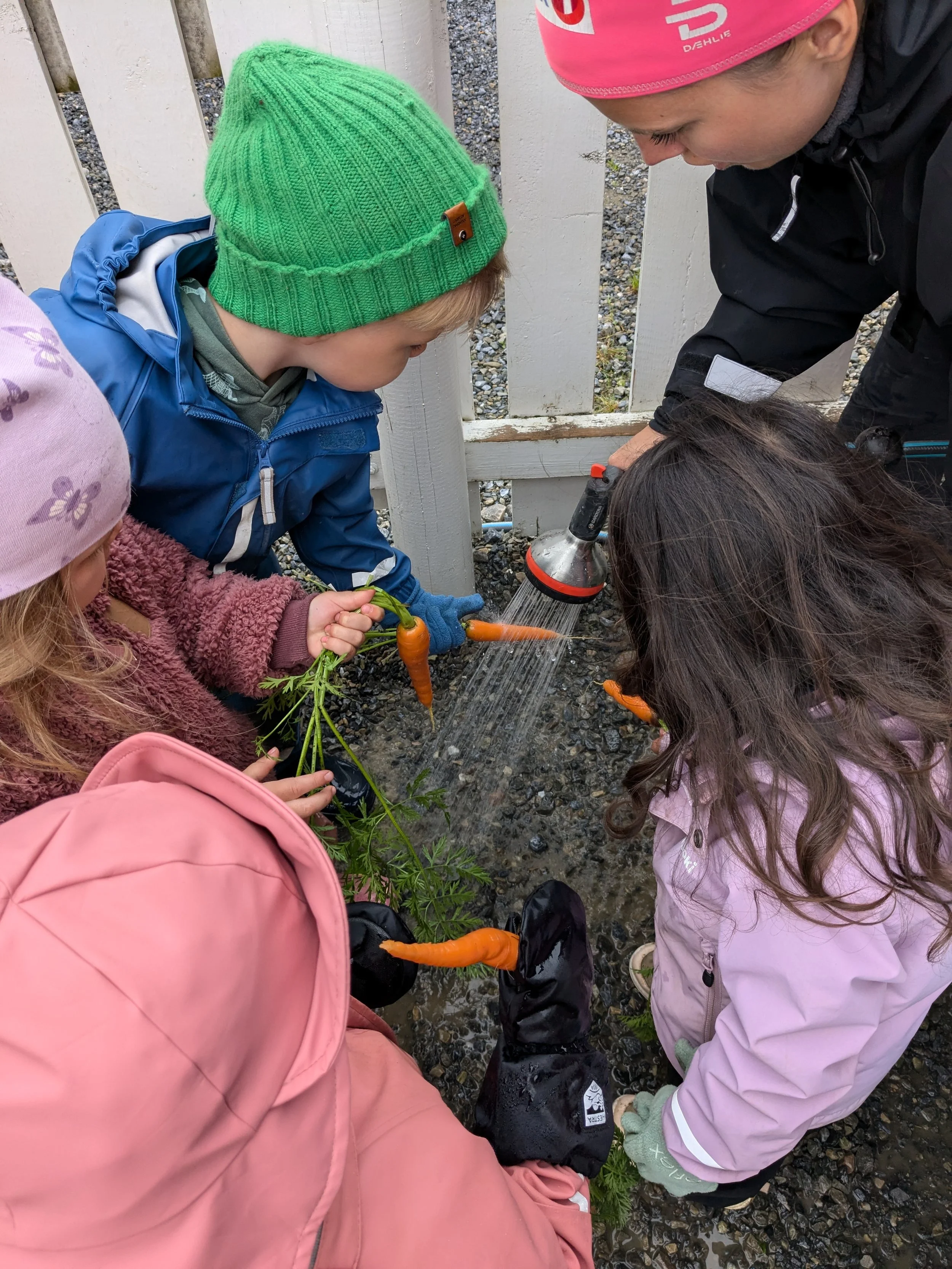 Gulrøtter må vaskes før de kan spises. 