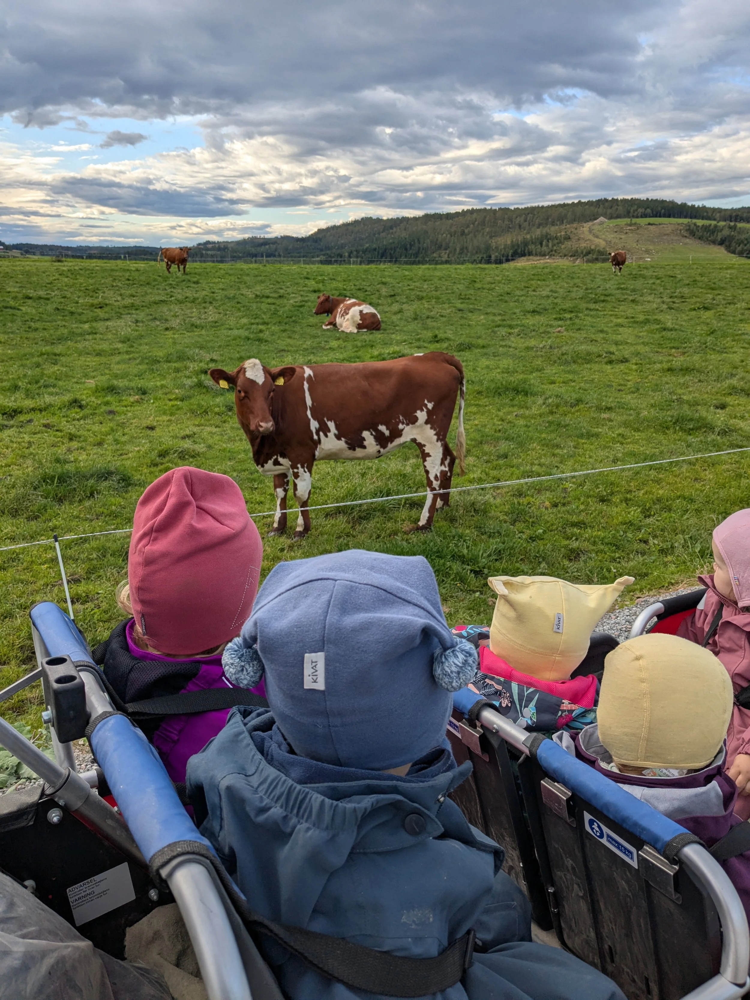 På besøk til kyrne i nabolaget