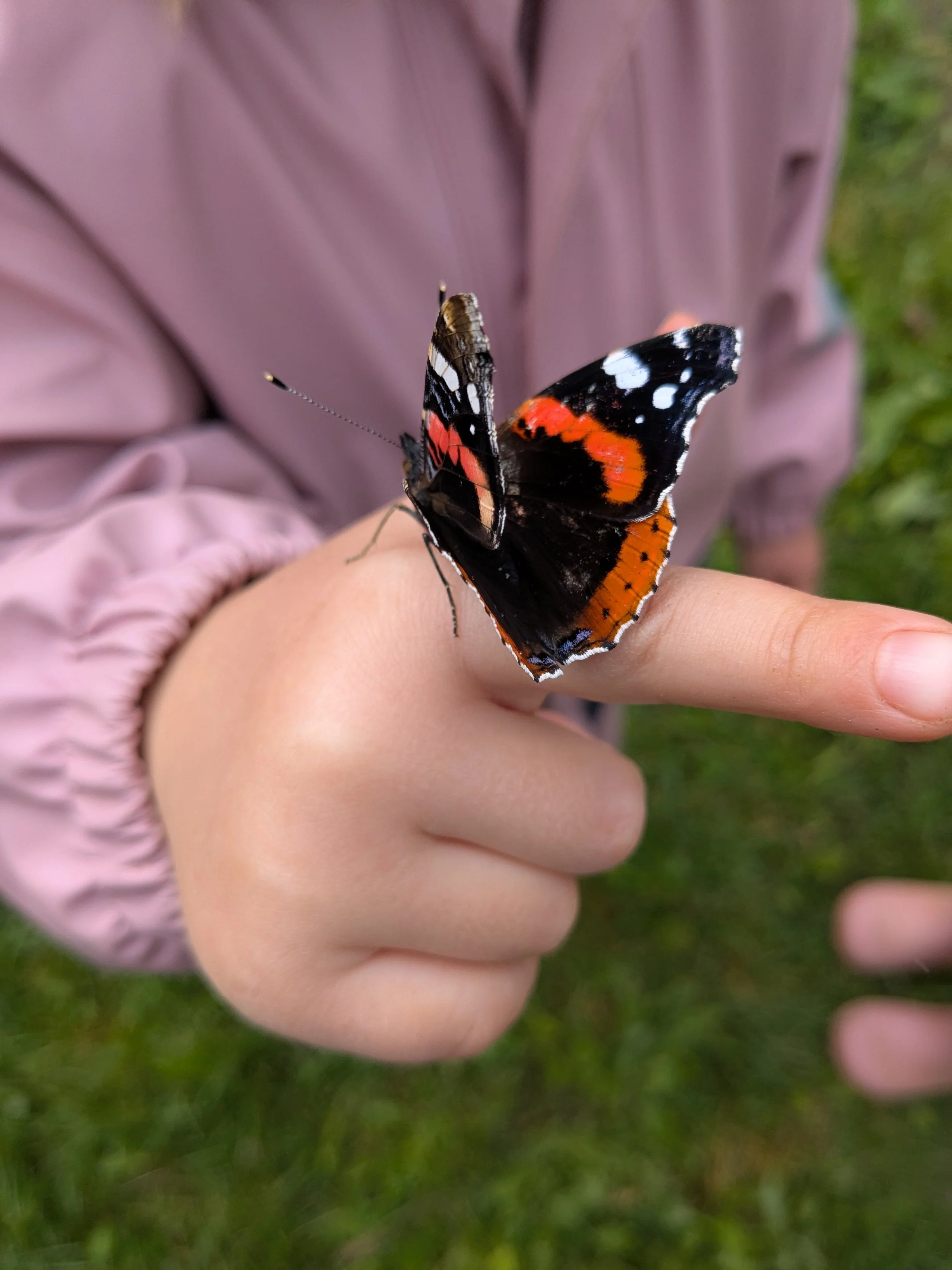 En sommerfugl sitter på fingeren til et barn