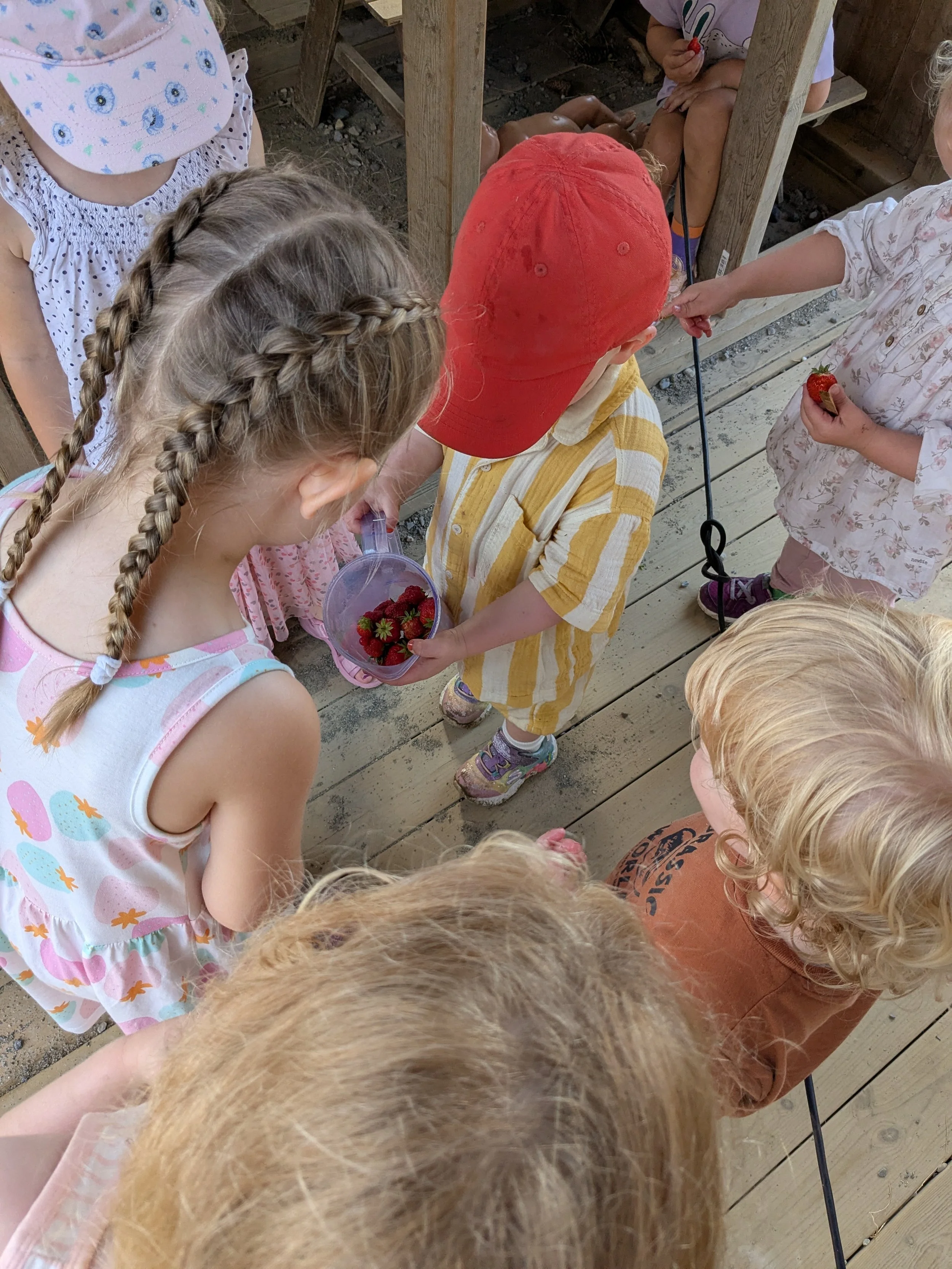 Barn som samler jordbær i en plastboks.