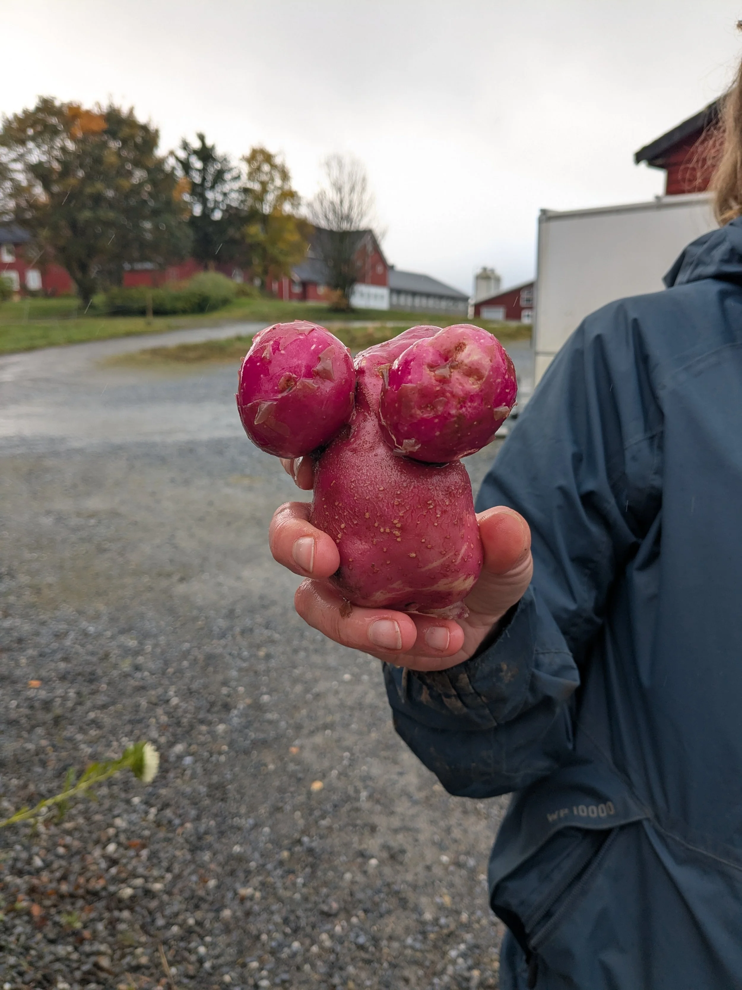En person holder en stor, litt rar potet. 