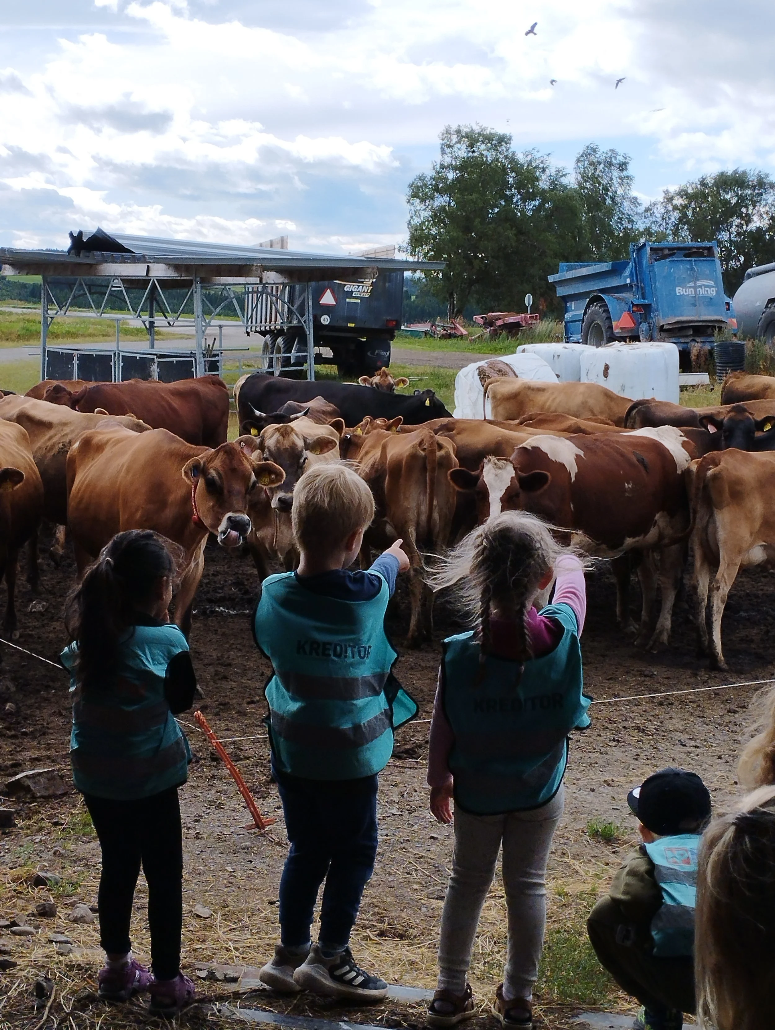Barn som peker mot kyr på en bondegård.