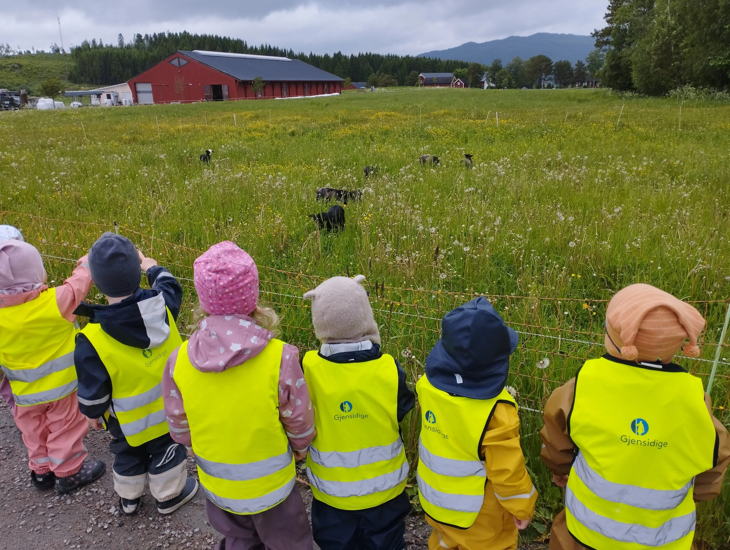 På tur for å besøk lammene i nabolaget. 