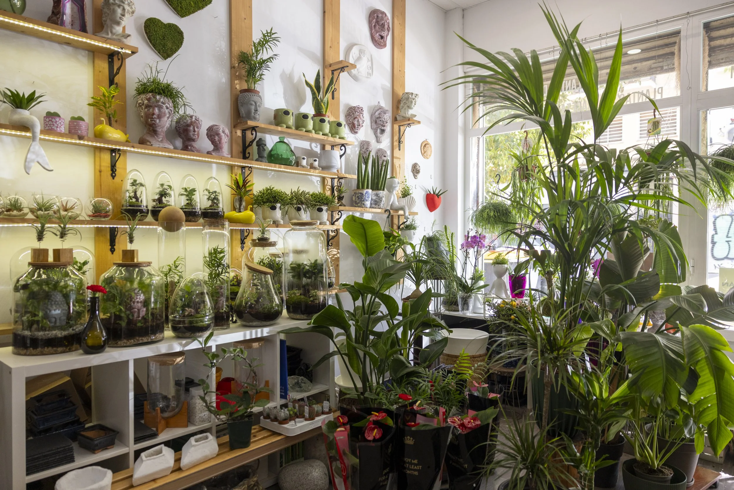 KOKEDAMA RUBIO_LAURAMLOMBARDIA_013.JPG