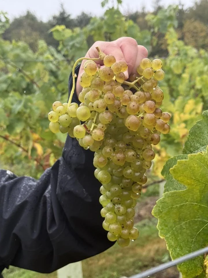 Harvest Report 2025