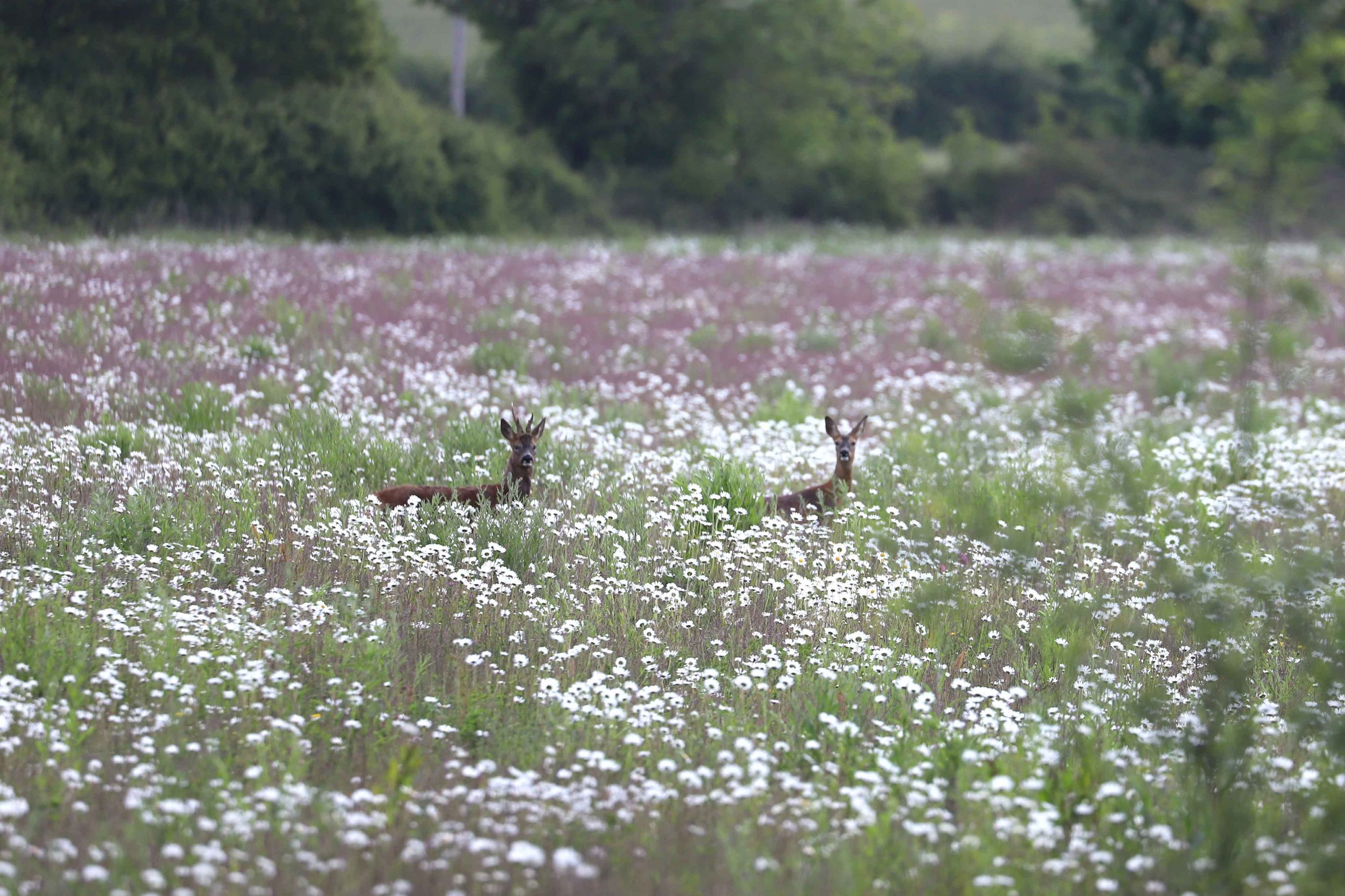 Two deer standing among white and purple flowers in a grassy field with green trees in the background.