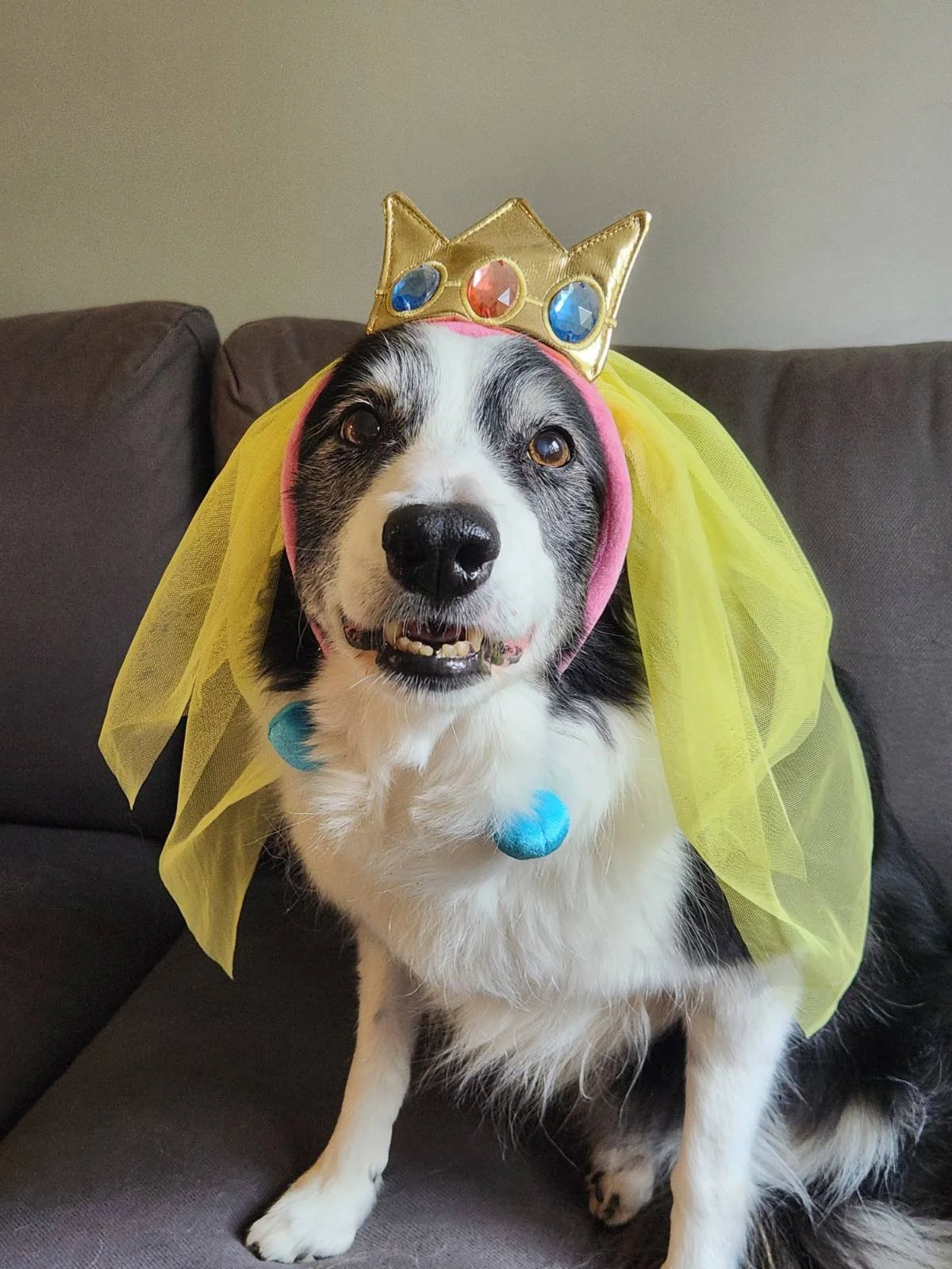 A dog dressed as a queen or princess, with a yellow tulle cape, a pink hood, a gold crown with colored gems, and blue pom-poms, sitting on a gray couch.