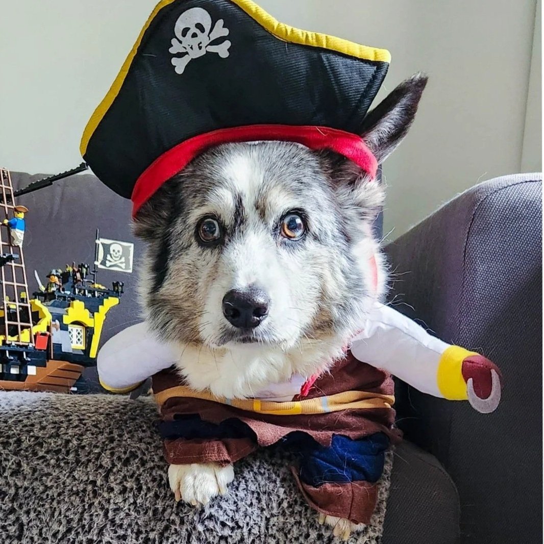 A dog dressed as a pirate, wearing a pirate hat with a skull and crossbones, and a pirate costume. The dog is sitting on a couch with Lego pirate ship in the background.
