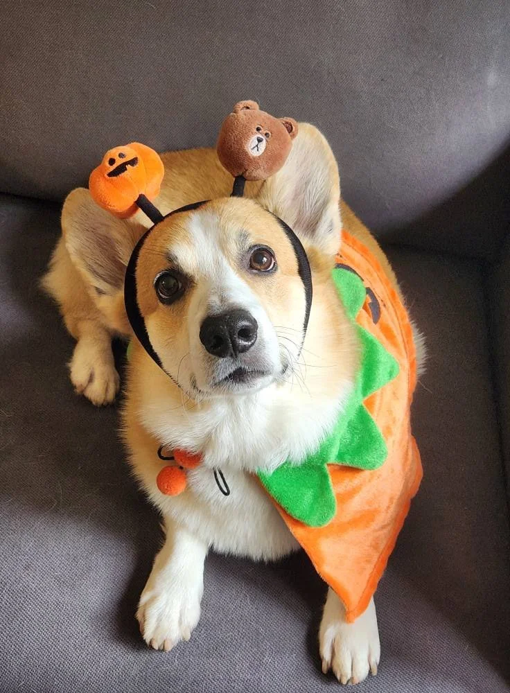 A dog dressed in a pumpkin costume with a green leafy collar, wearing a headband with a pumpkin and a bear decoration, sitting on a gray couch.