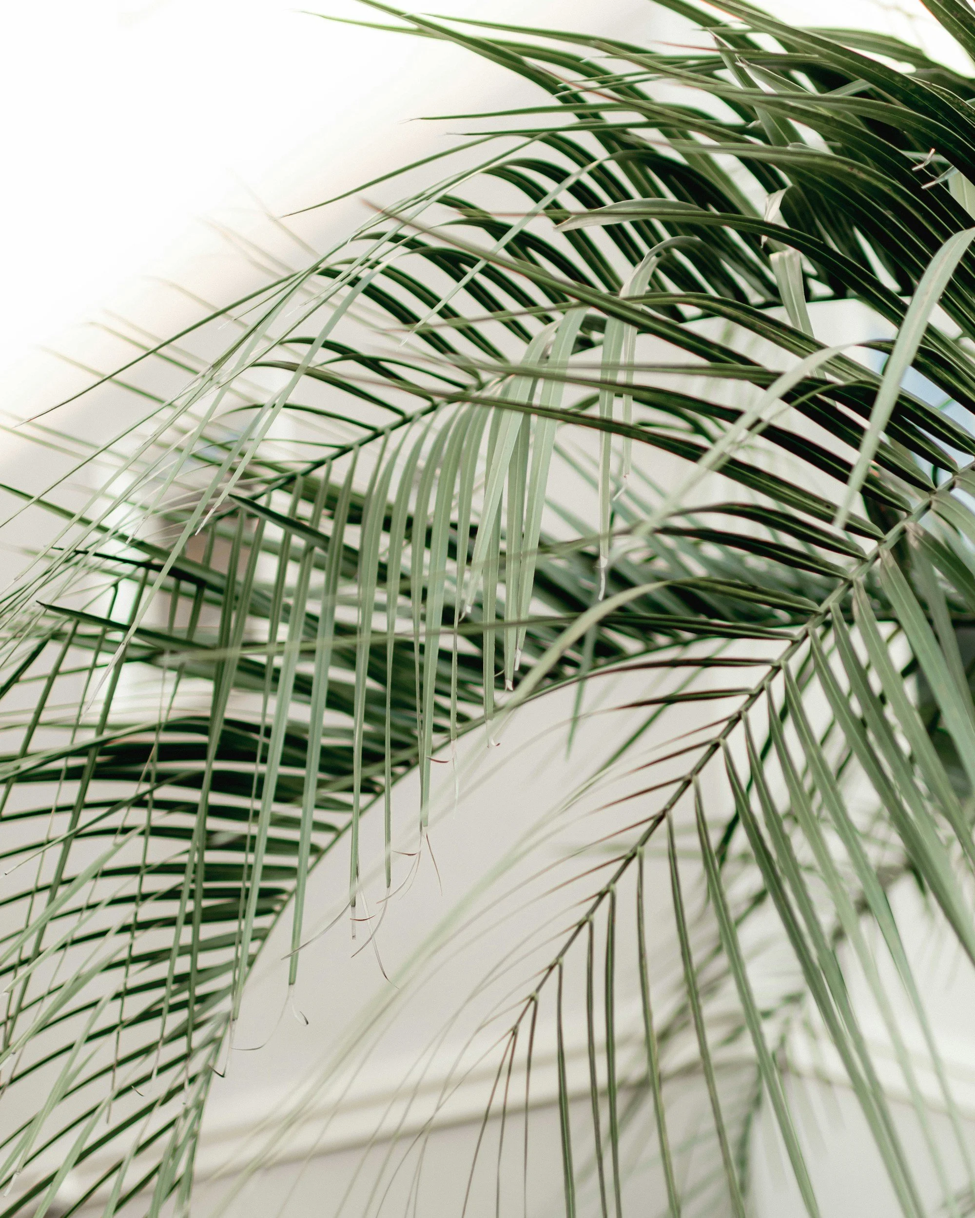 Close-up of green palm leaves against a bright white background