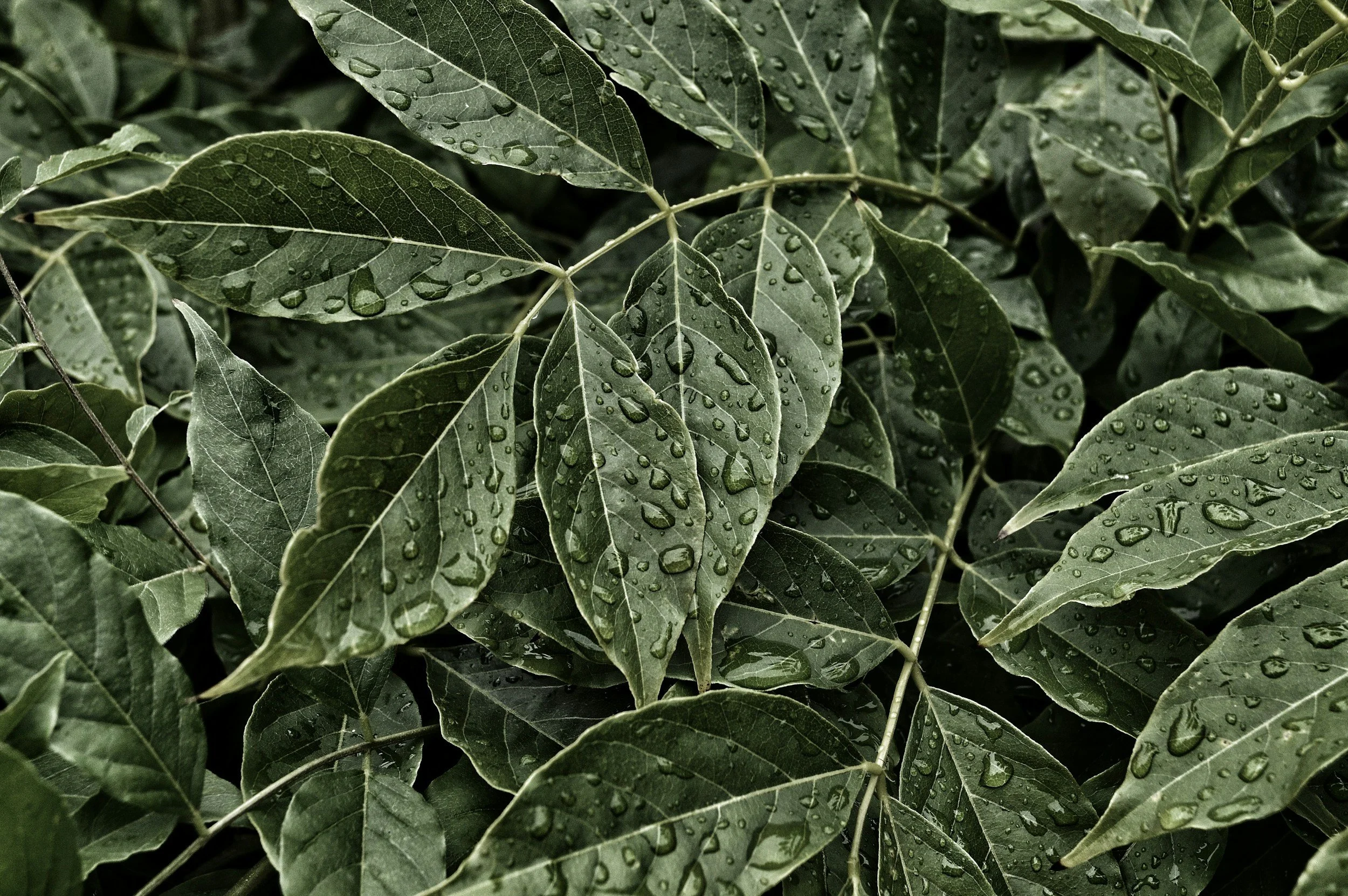 Close-up of green leaves covered with raindrops.