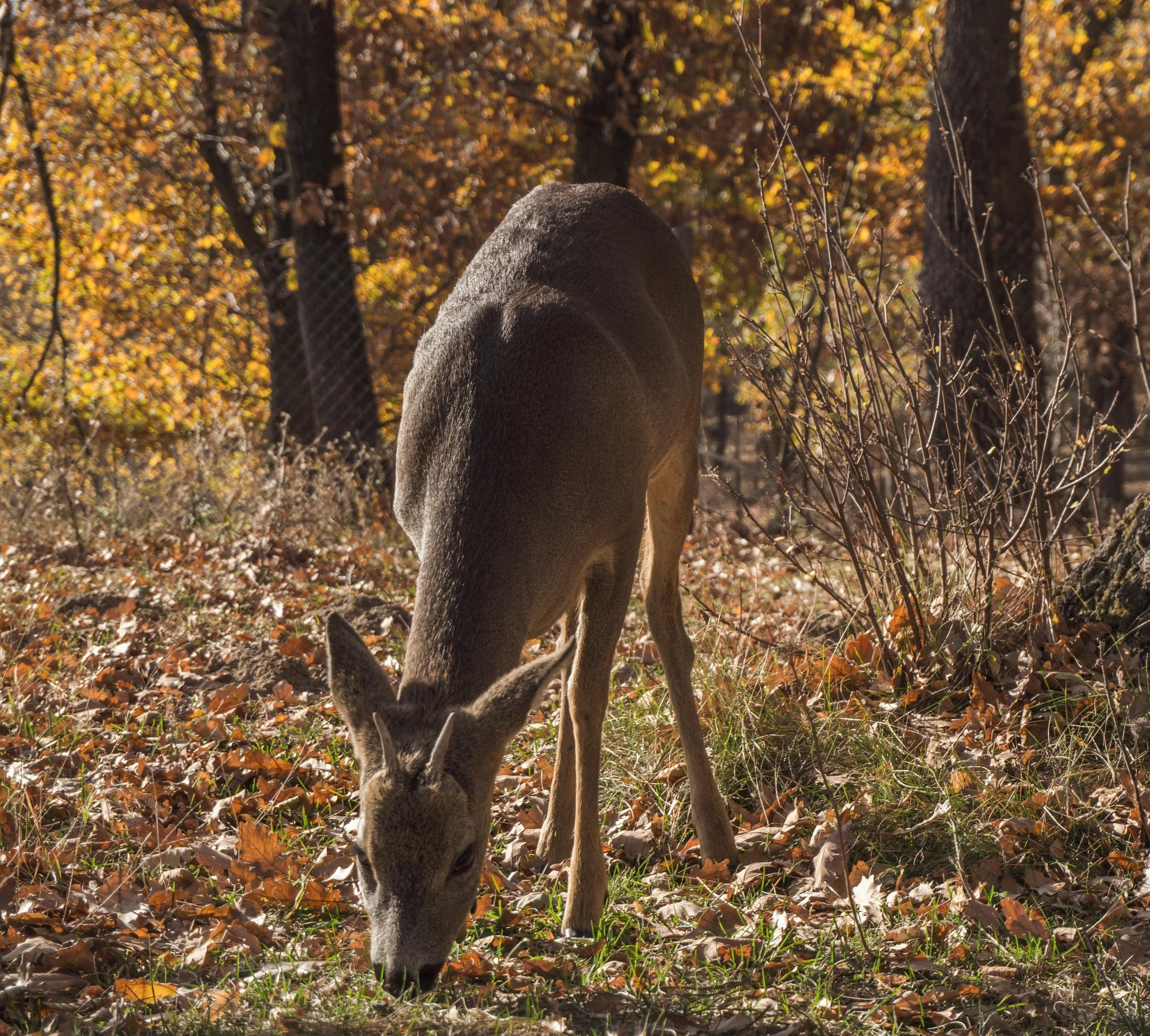 Unusual Nature: the diapause phenomenon