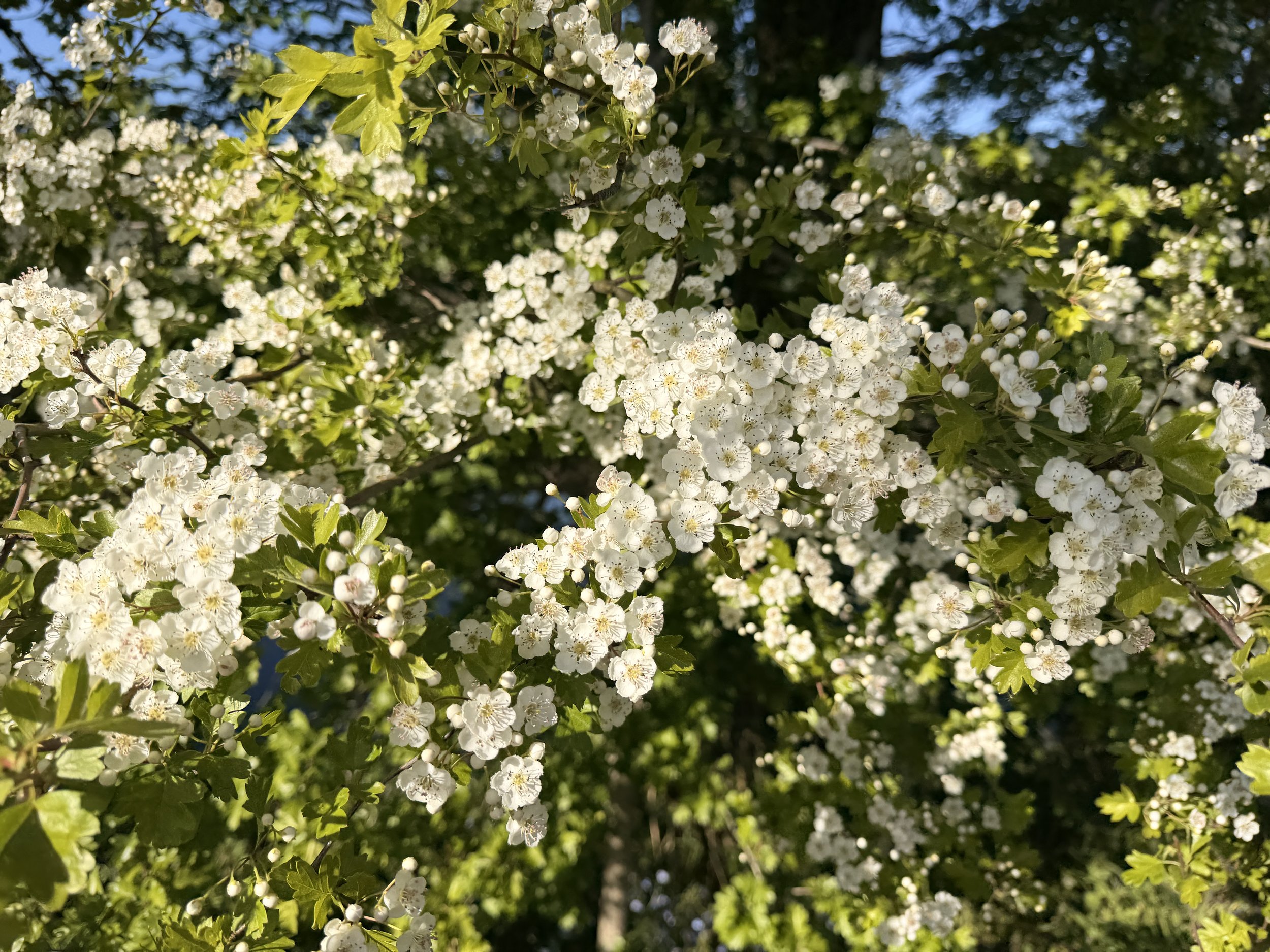 Beltane