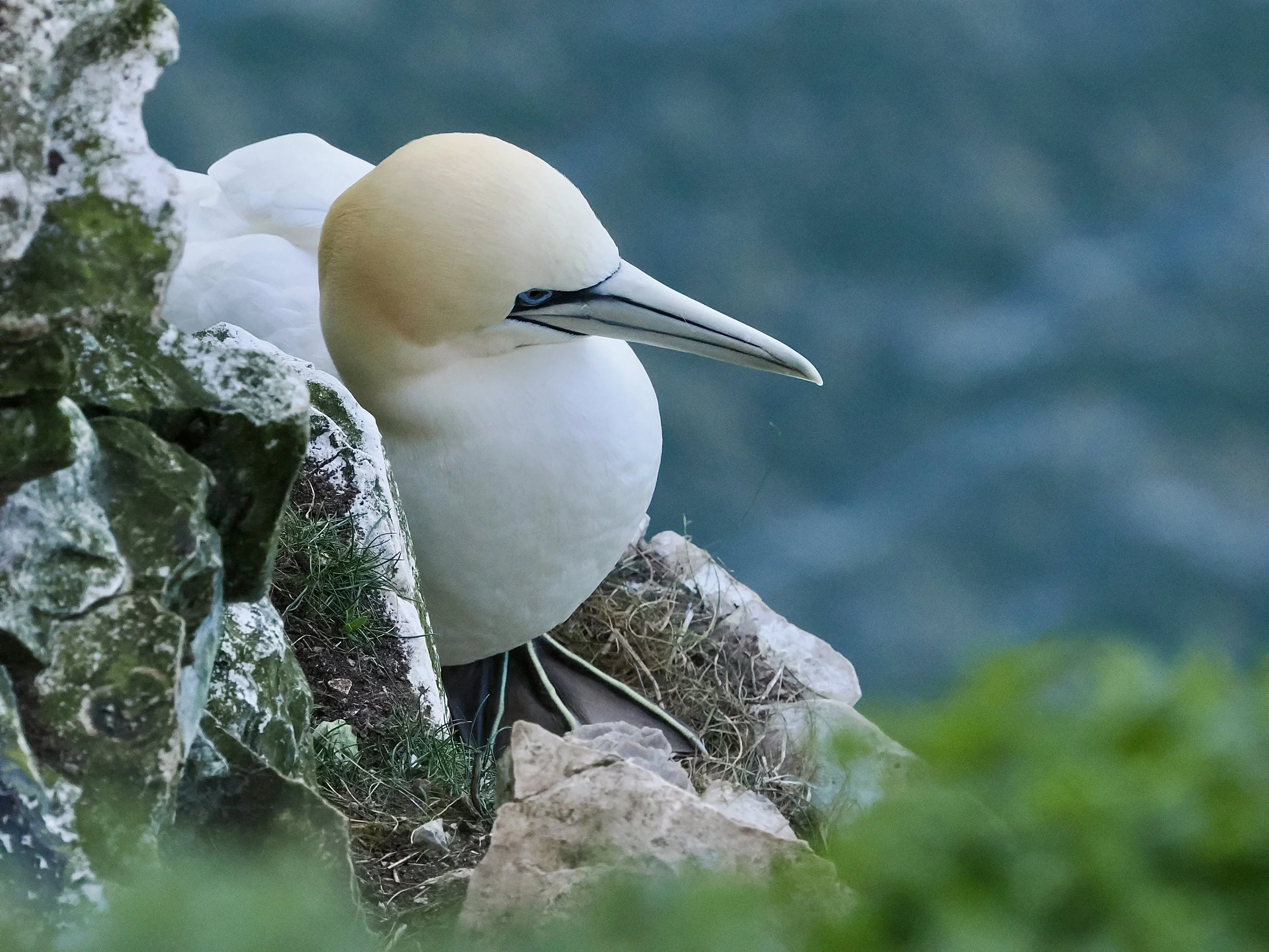Bempton Cliffs
