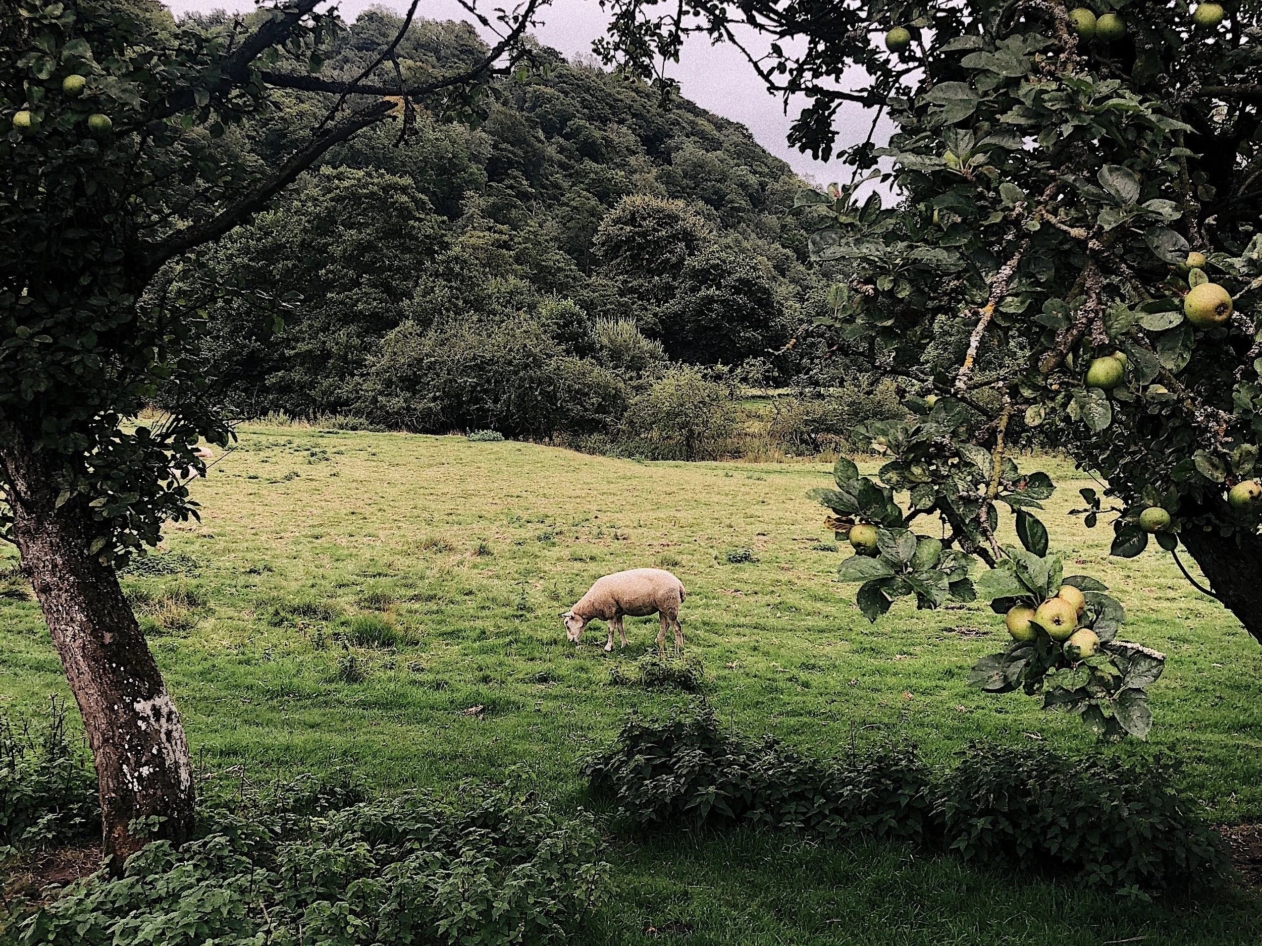 Mabon - Autumn Equinox