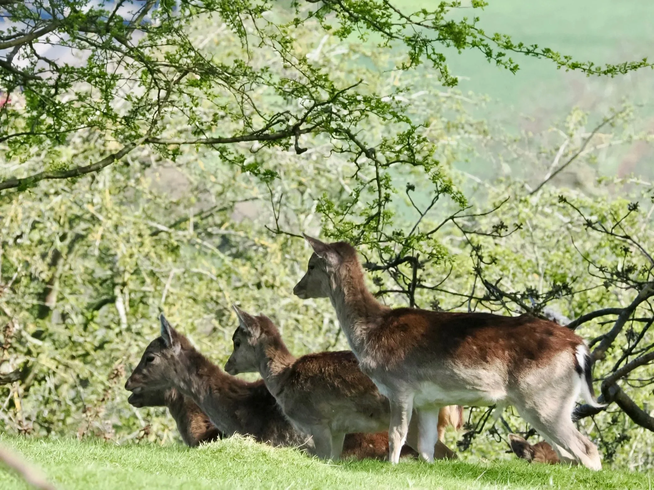 Three young goats standing and lying on green grass near bushes and trees in a natural outdoor setting.