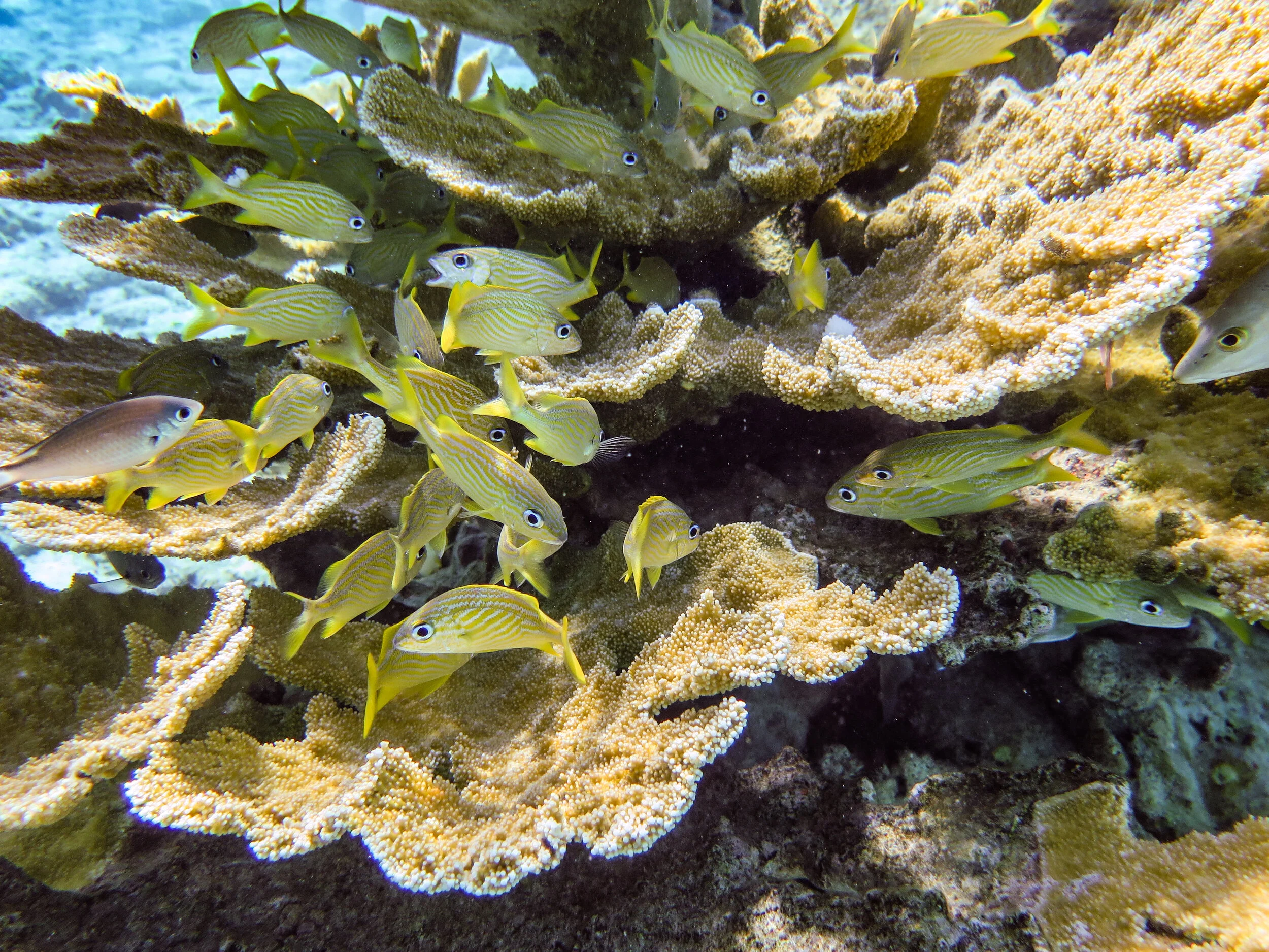 A school of yellow and green striped fish swimming around coral reef structures underwater.