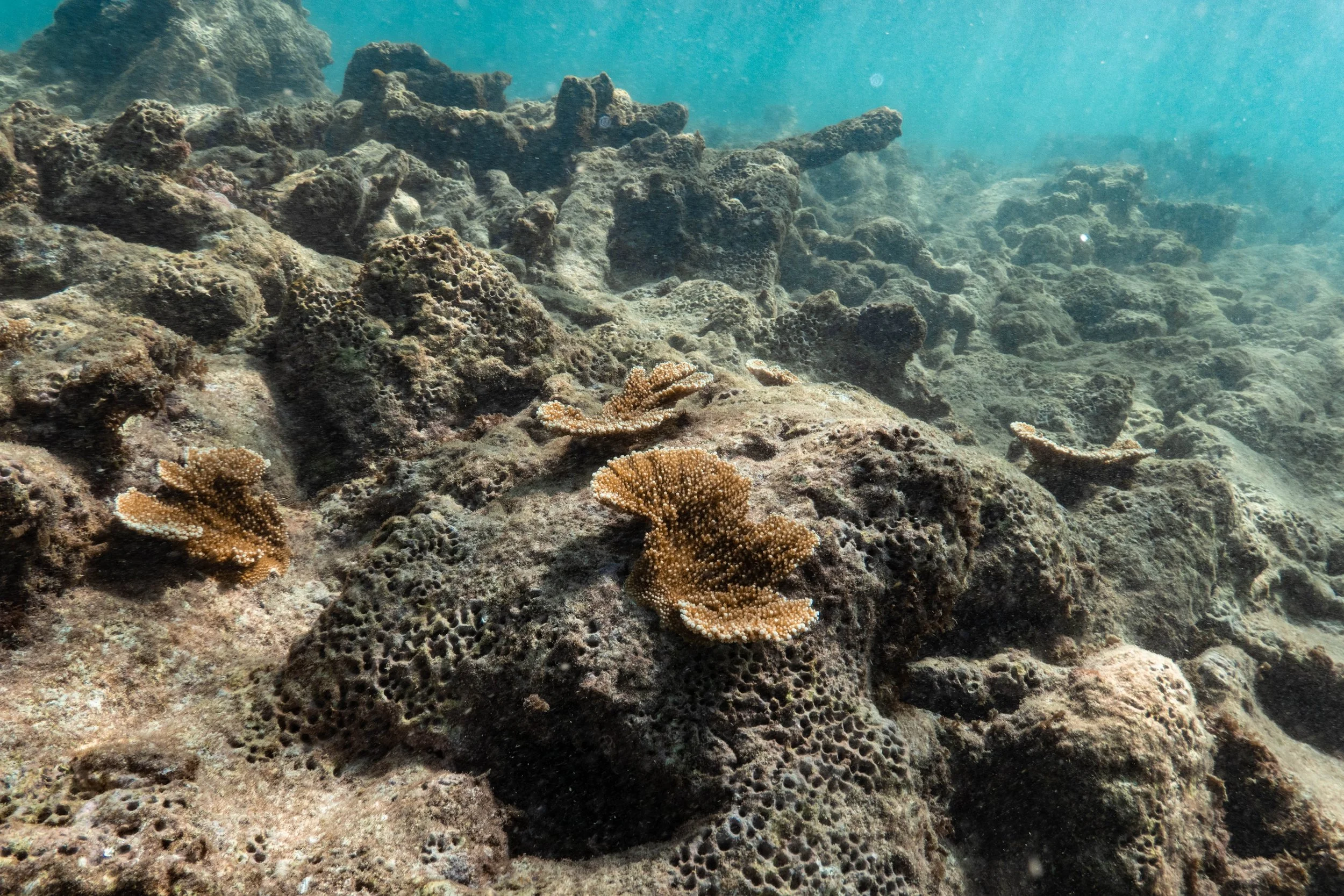 Coral outplants on degraded reef bed