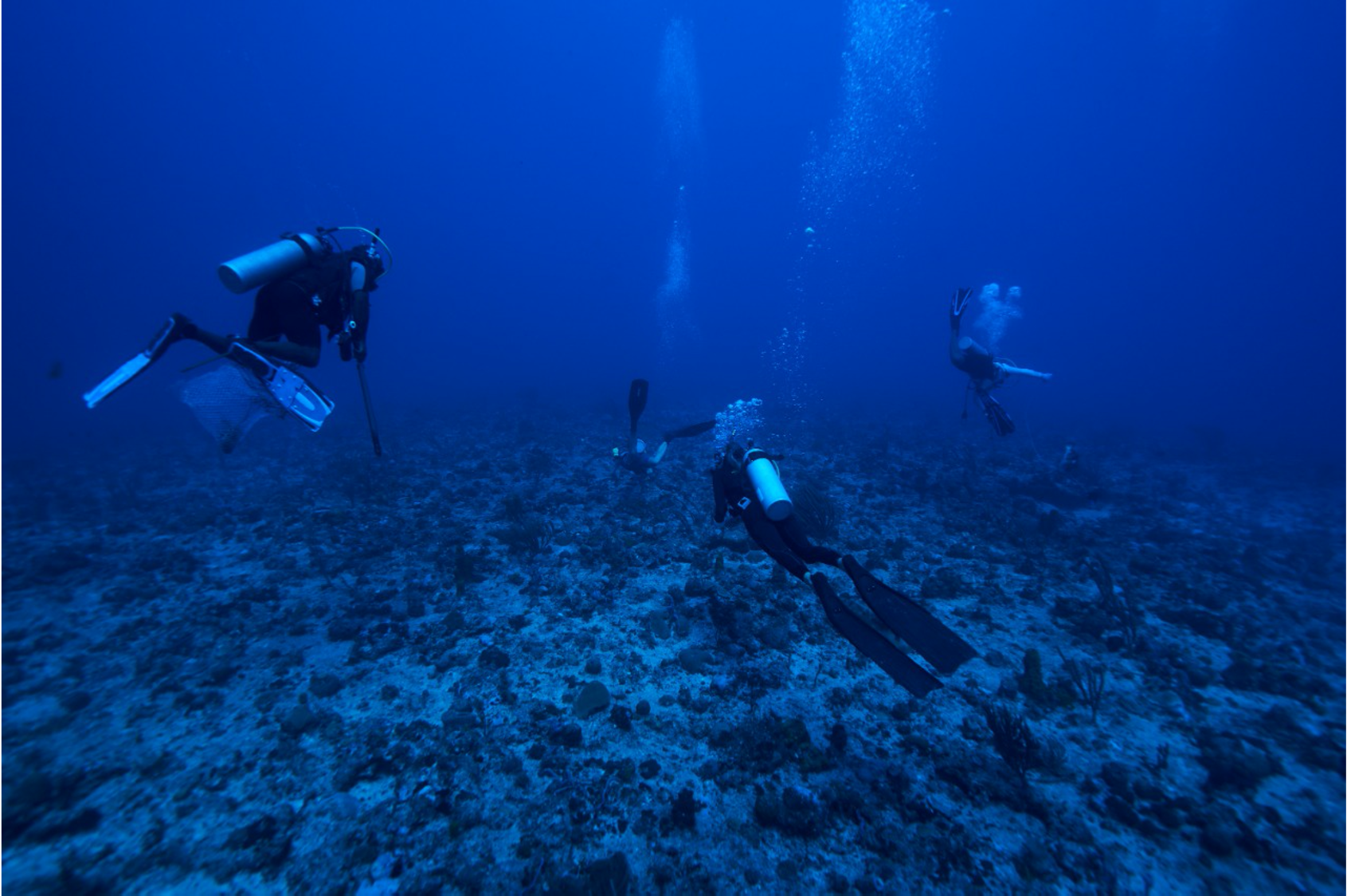 Coral Reef Baseline Assessment