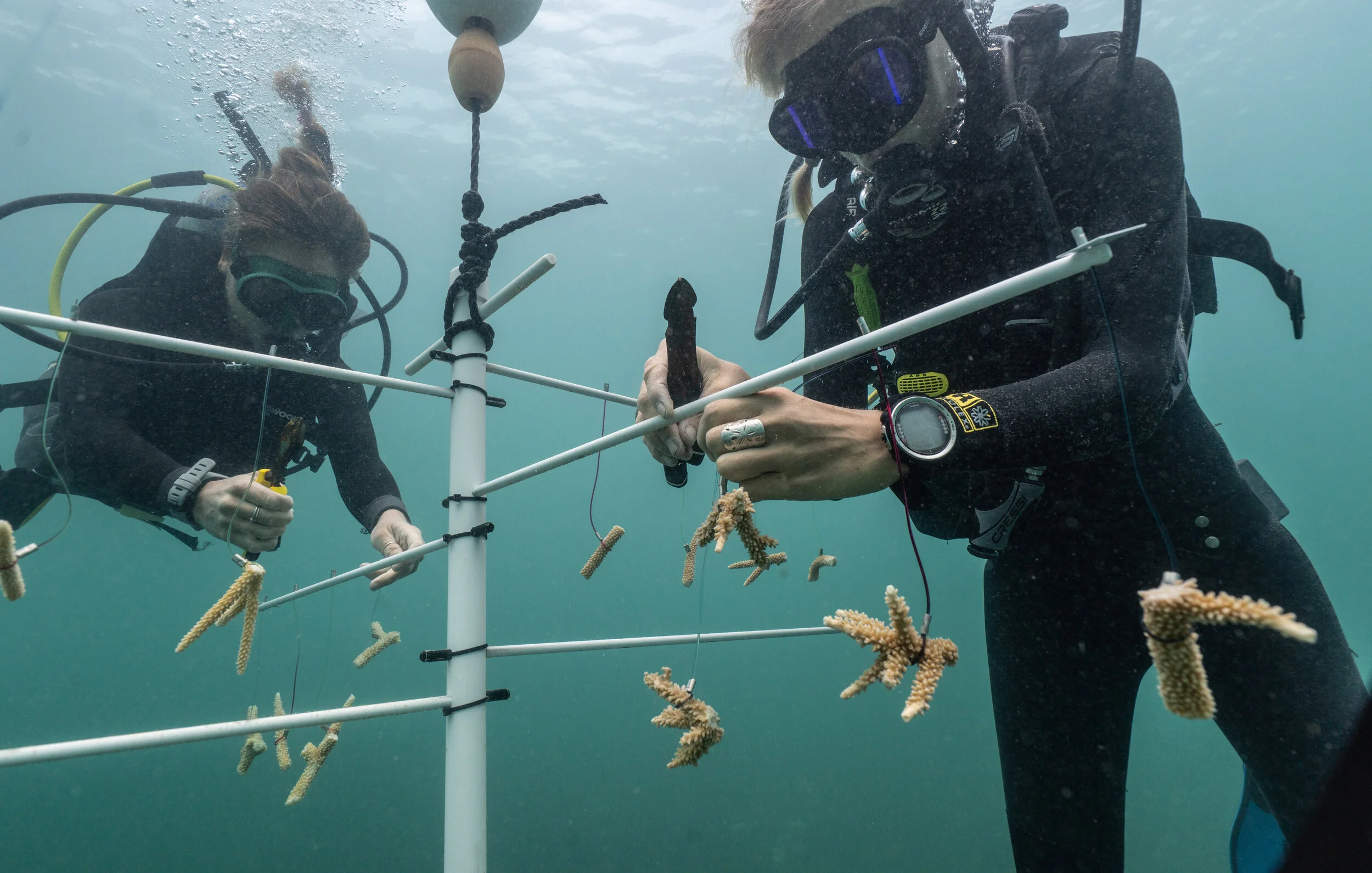 Coral Reef Restoration
