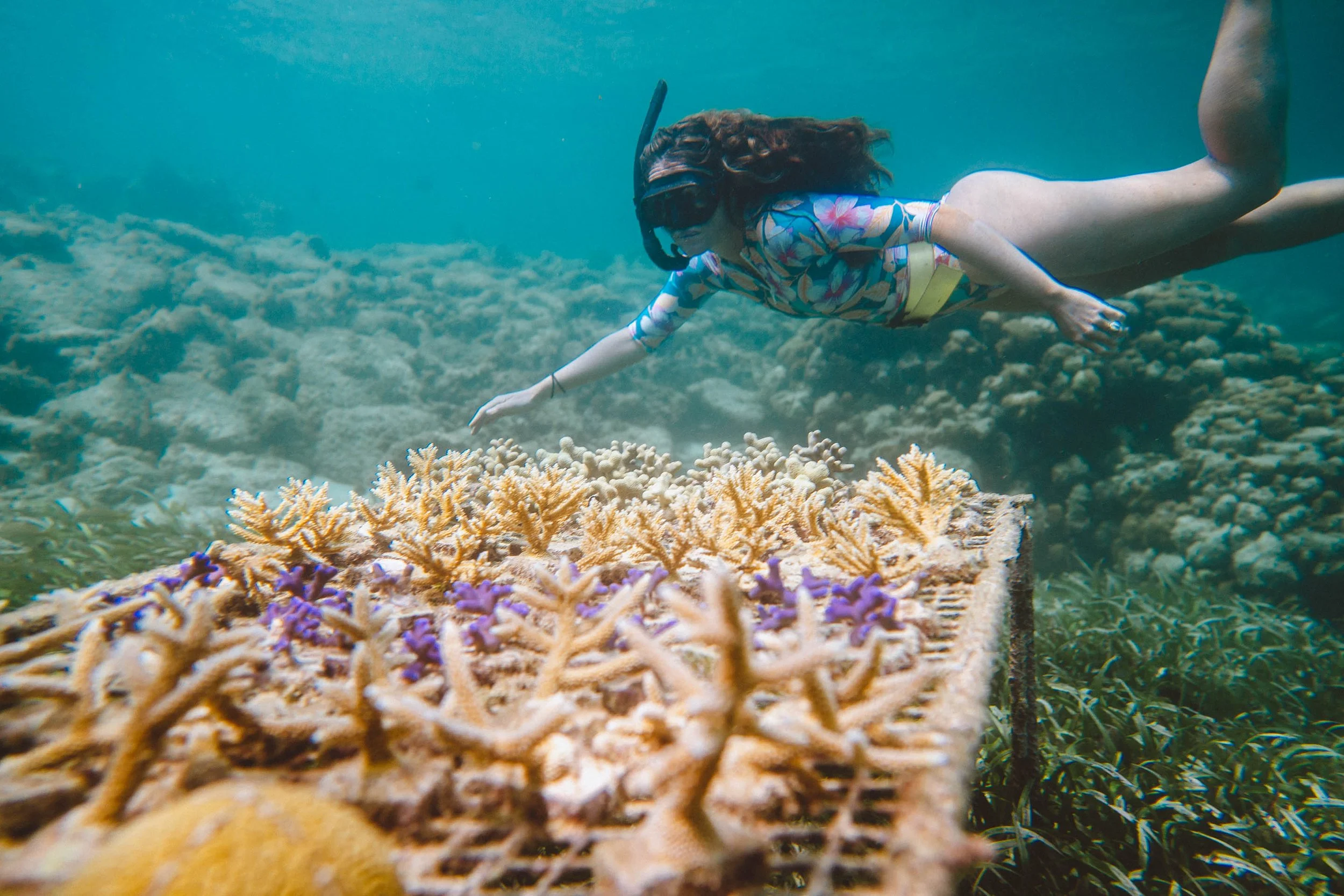 AnuBlue (formerly Elkhorn Marine Conservancy) coral nursery