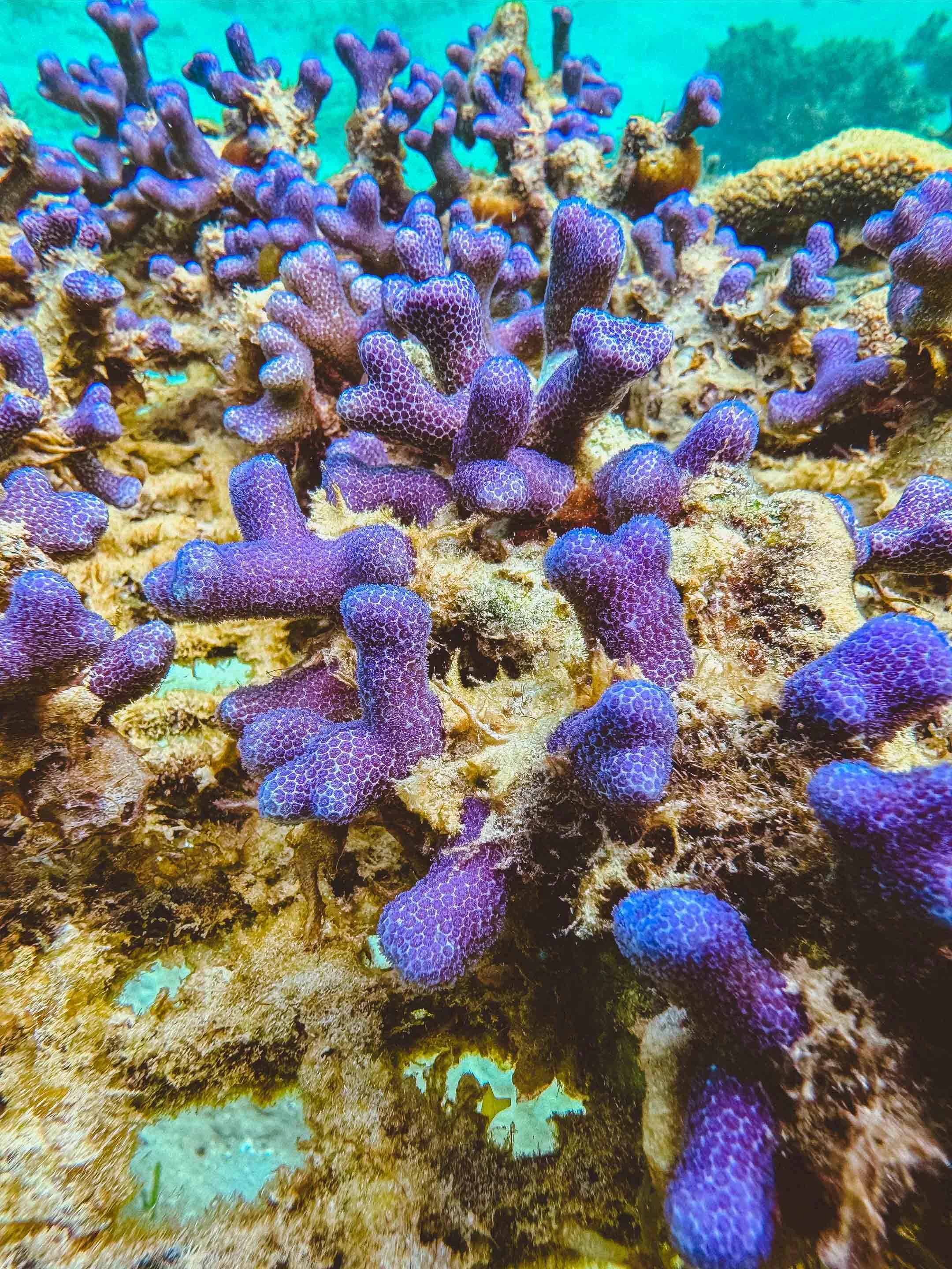 AnuBlue (formerly Elkhorn Marine Conservancy) coral nursery. Close-up of vibrant purple coral on a reef.