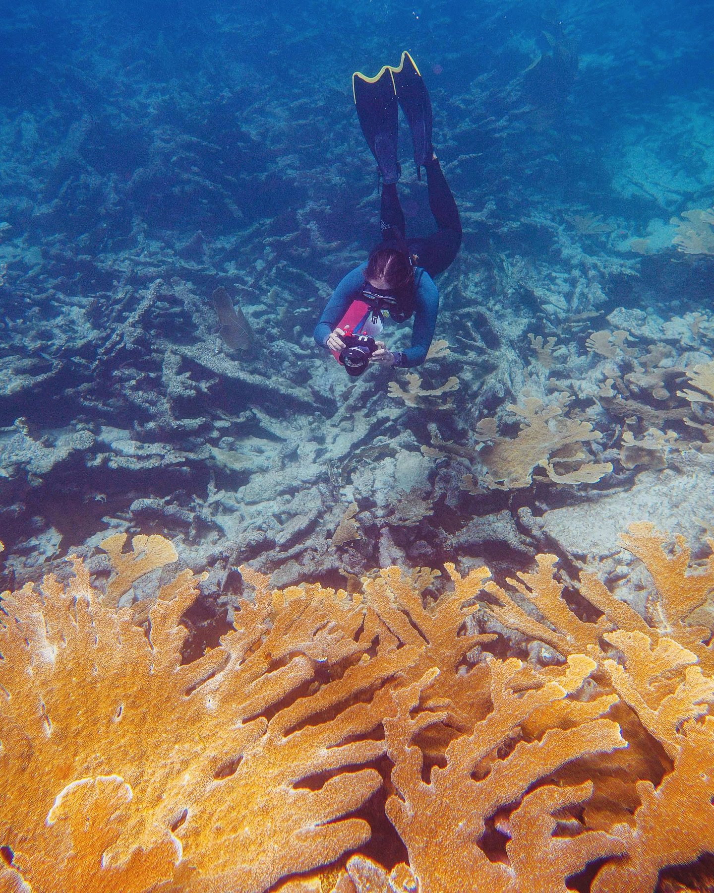 Carefully monitored over time, this healthy elkhorn coral colony has shown remarkable resilience to stress events. We collect fragments from colonies like this to introduce strong, heat-tolerant genes into our nurseries, helping future corals survive