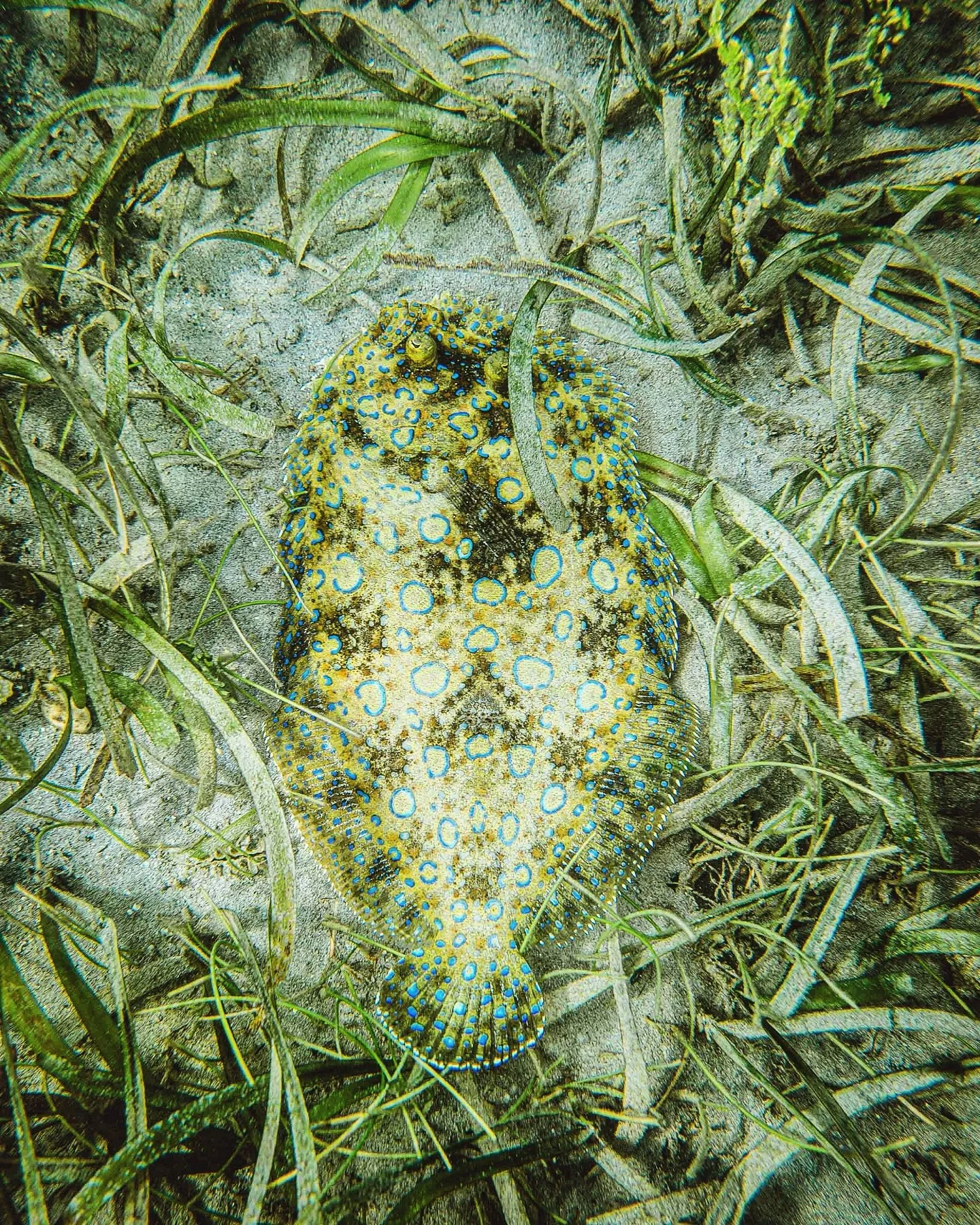 The peacock flounder&rsquo;s striking blue-ringed patterns and shifting pigments allow this flatfish to blend seamlessly into the seafloor, making it nearly invisible to both predators and prey. By disappearing into its surroundings, it can avoid det