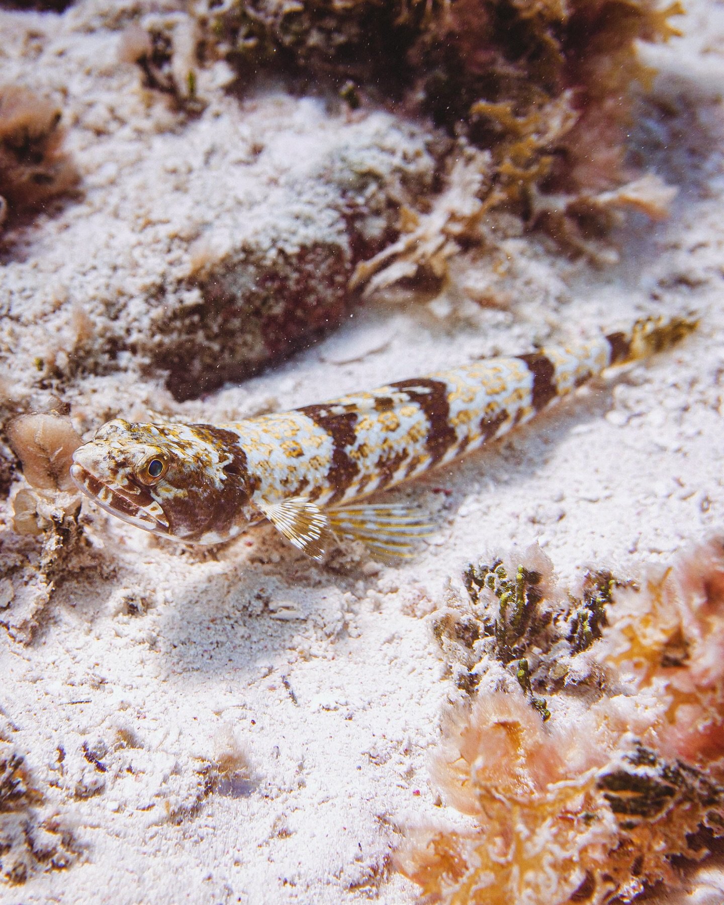 Hidden in plain sight, the sand diver is more than just a master of disguise. Every wiggle and burrow helps stir the sand, cycling nutrients and supporting a healthy reef.