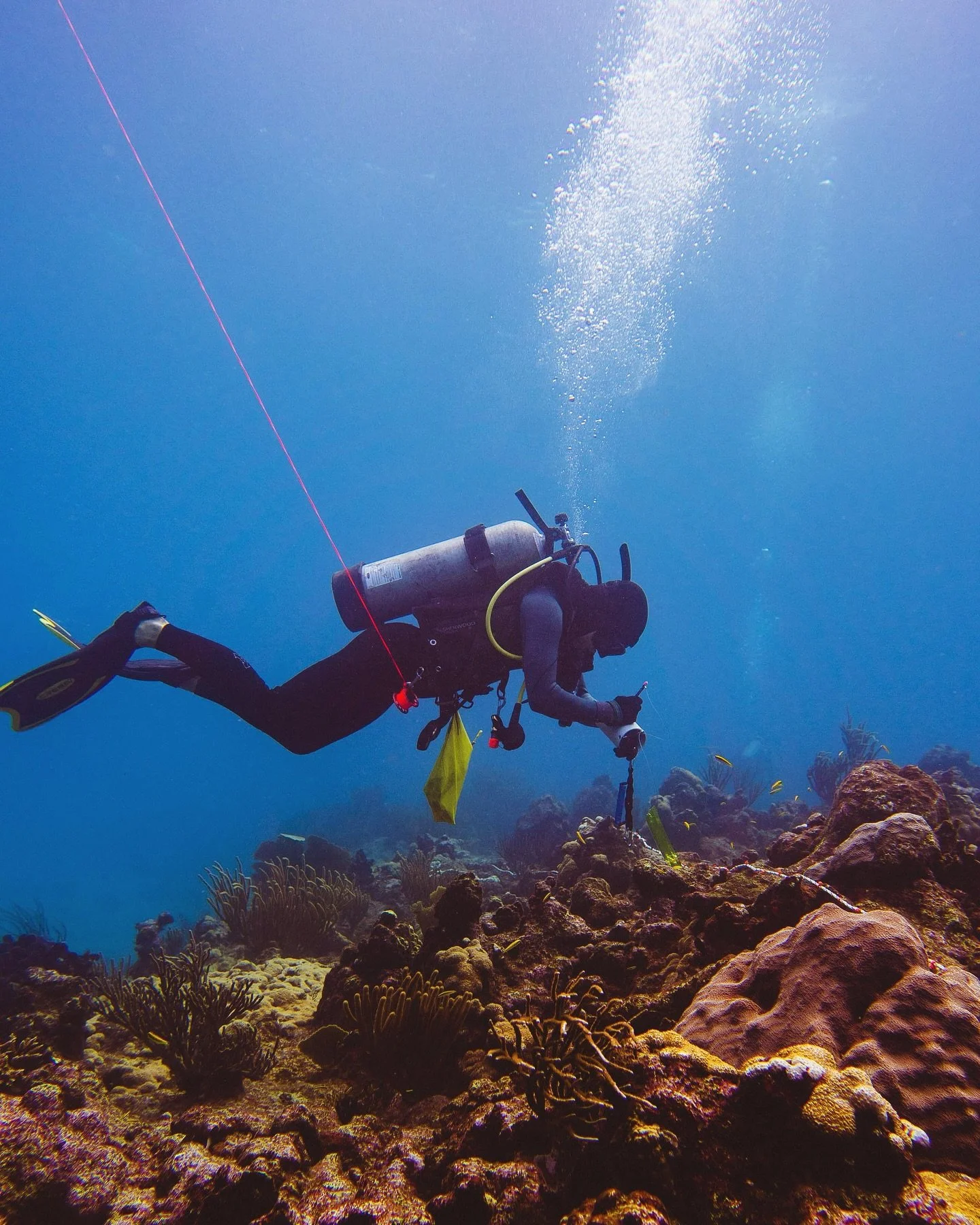 From assessing coral survivorship to evaluating ecological interactions, our site surveys provide essential data to guide effective restoration and enhance reef resilience.