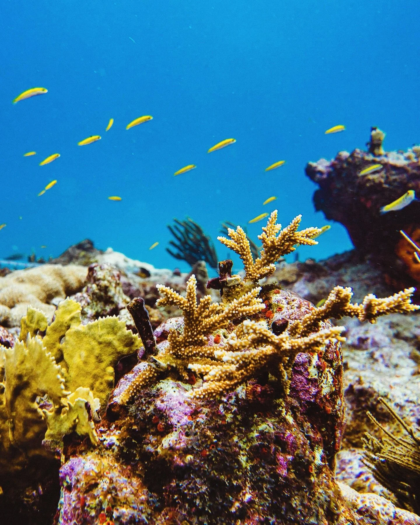 As we approach the end of the year, we reflect on the work we have done in 2025. Between January and June, we outplanted 2,000 coral fragments across three sites selected for depth, water clarity, and clean seafloor conditions. We have recently surve