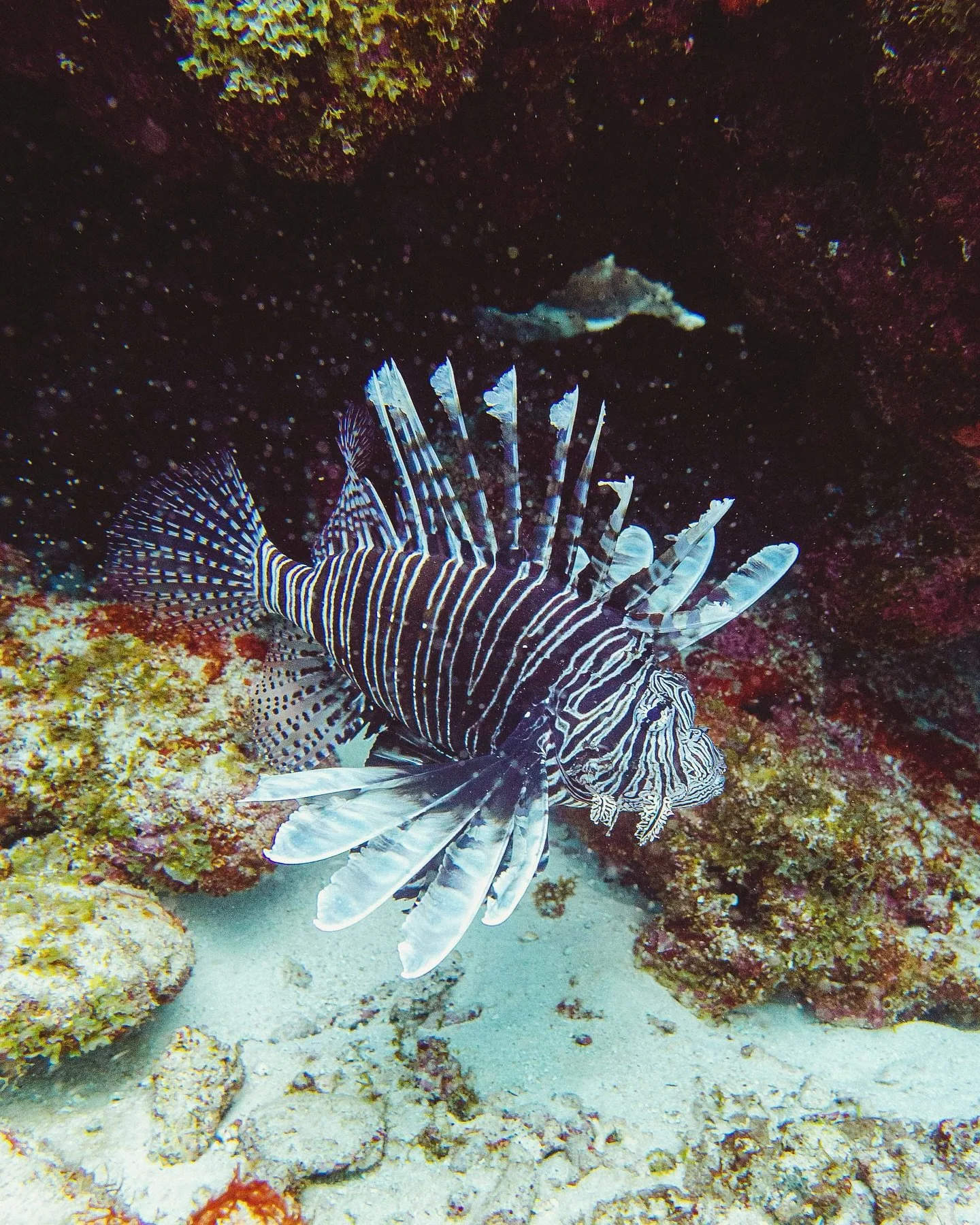 Beautiful&hellip; but problematic. Lionfish are invasive predators that aggressively hunt native reef fish, including young species essential for reef recovery. Lacking natural predators, they spread rapidly, leaving reefs less diverse and more vulne