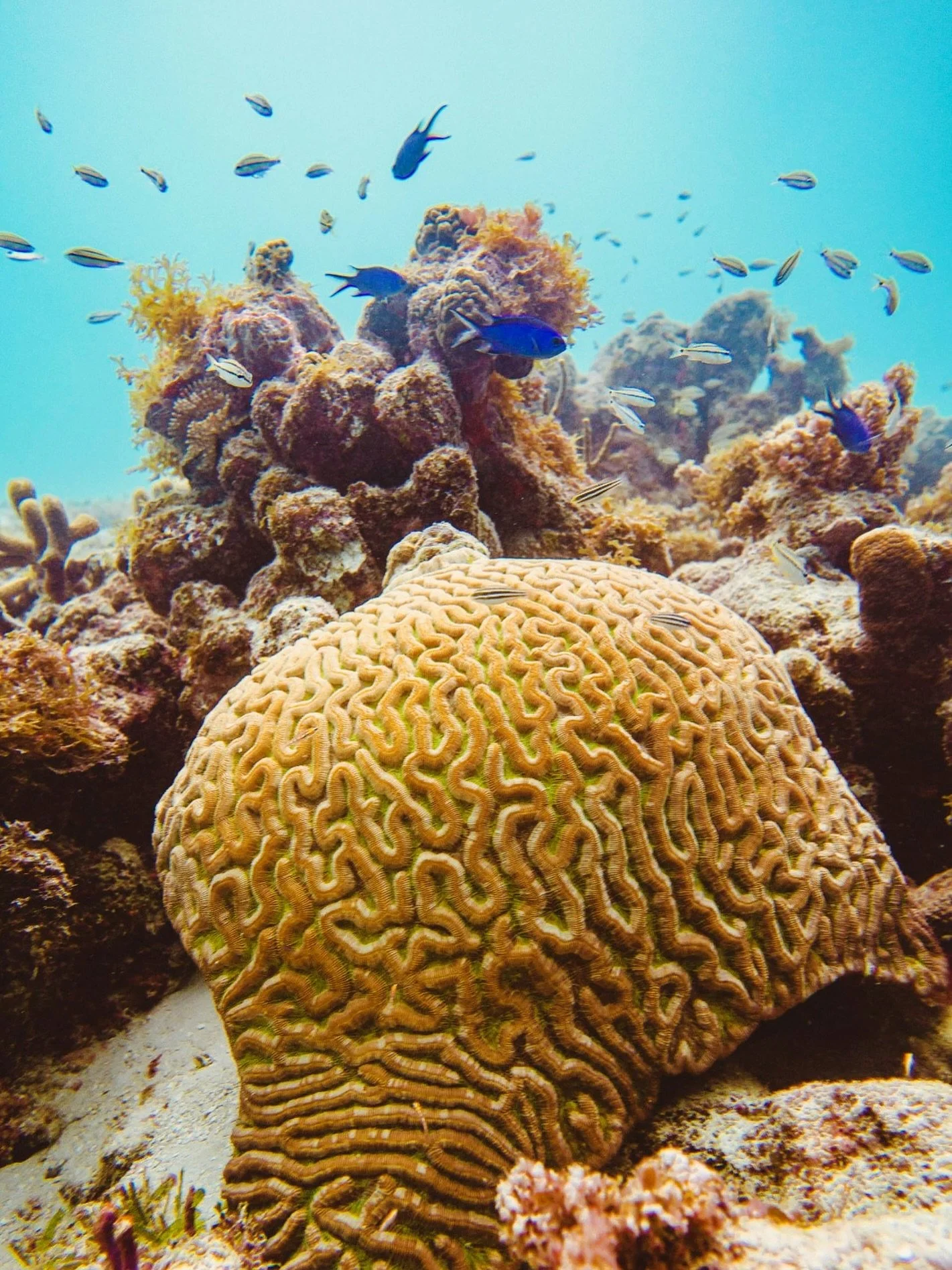 AnuBlue (pronounced &ldquo;a new blue&rdquo;) believes that our reefs deserve a new blue future.

Through restoration, research, and community involvement, we actively contribute to resilient ecosystems that create oceans that can thrive for generati