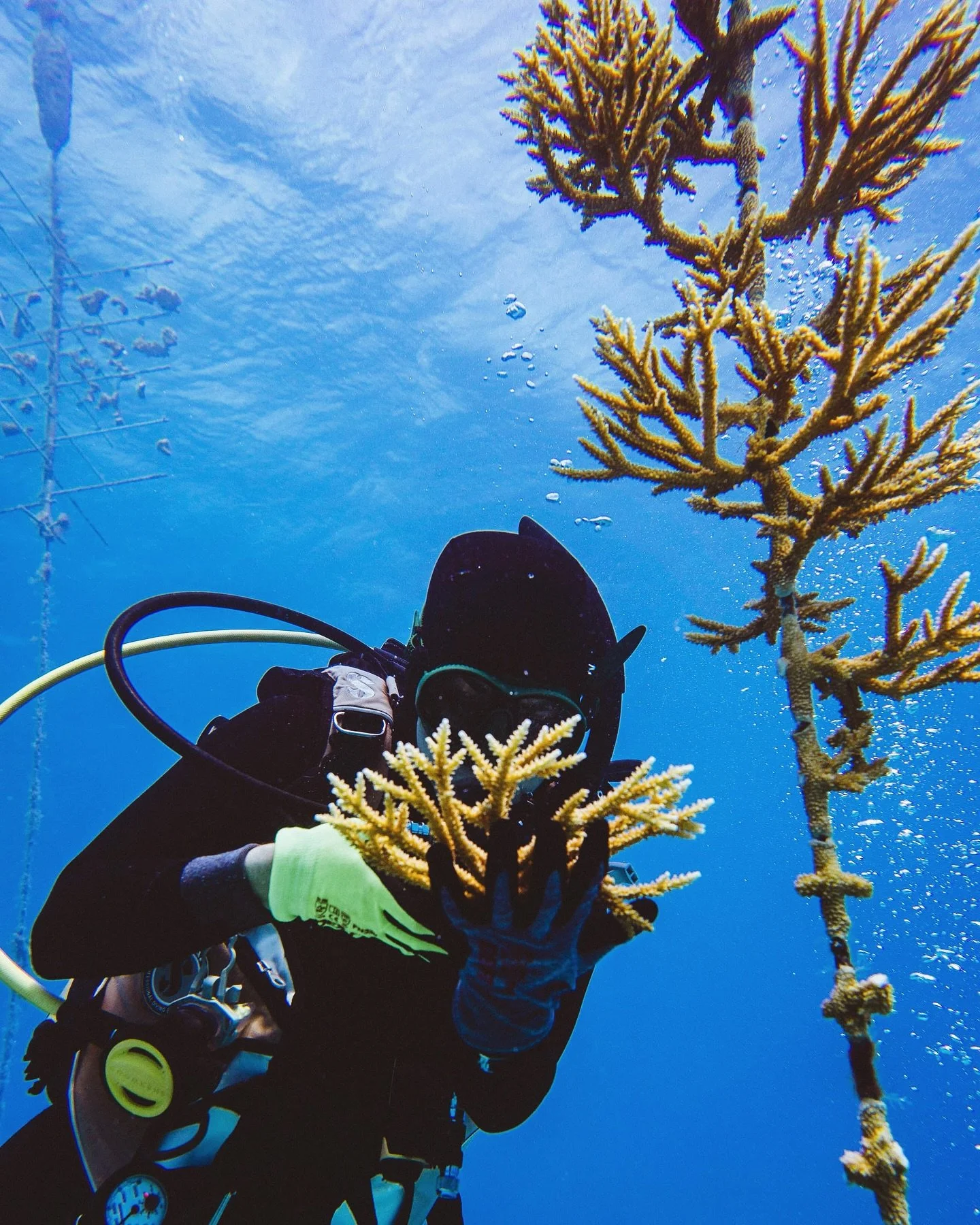 These fused staghorn corals have grown strong on one of the rope structures we use in our nurseries. Carefully collected and now ready to be outplanted, they&rsquo;ll help rebuild the reef one piece at a time.