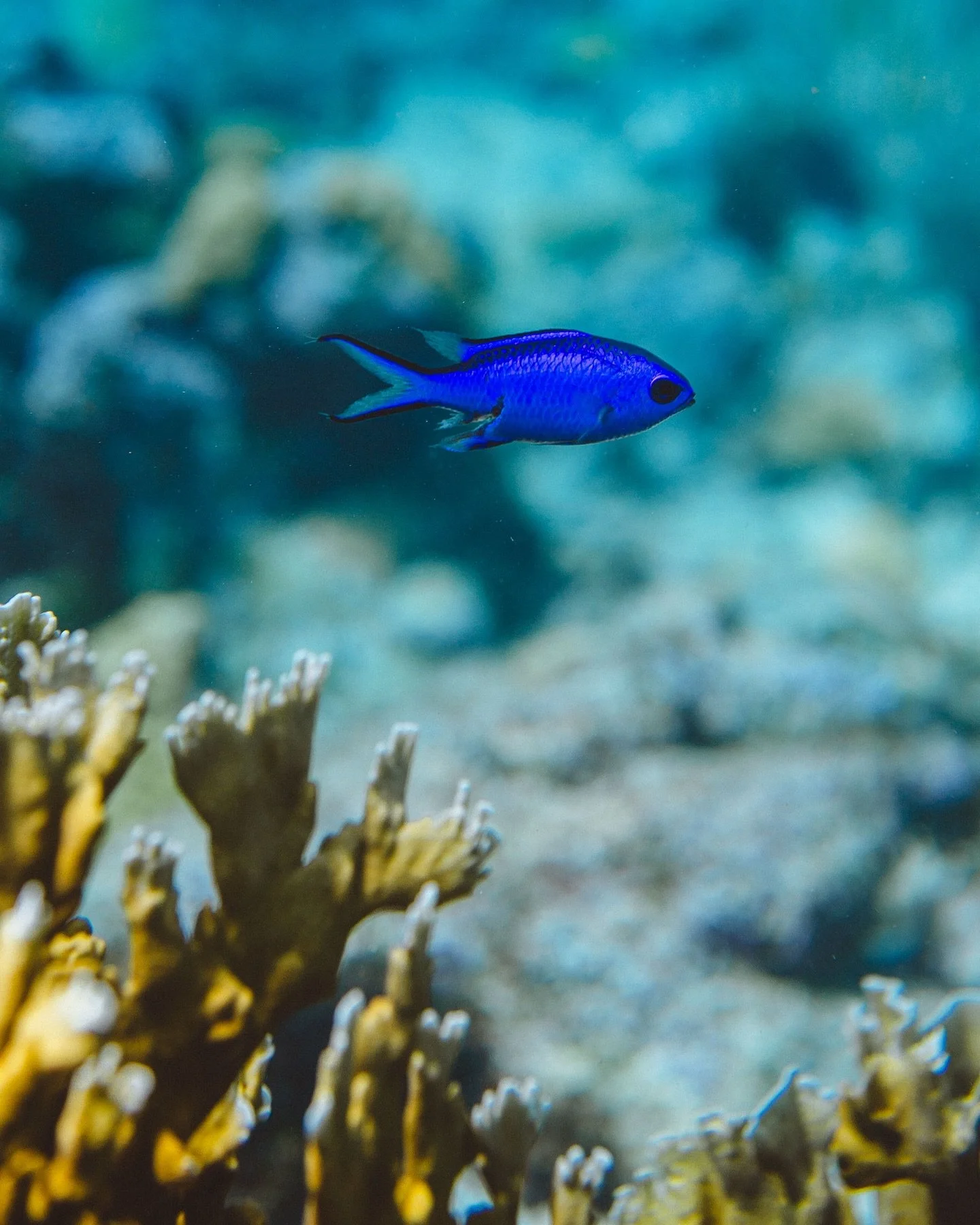 Tiny but dazzling, the blue chromis flashes its electric-blue colour above the reef.