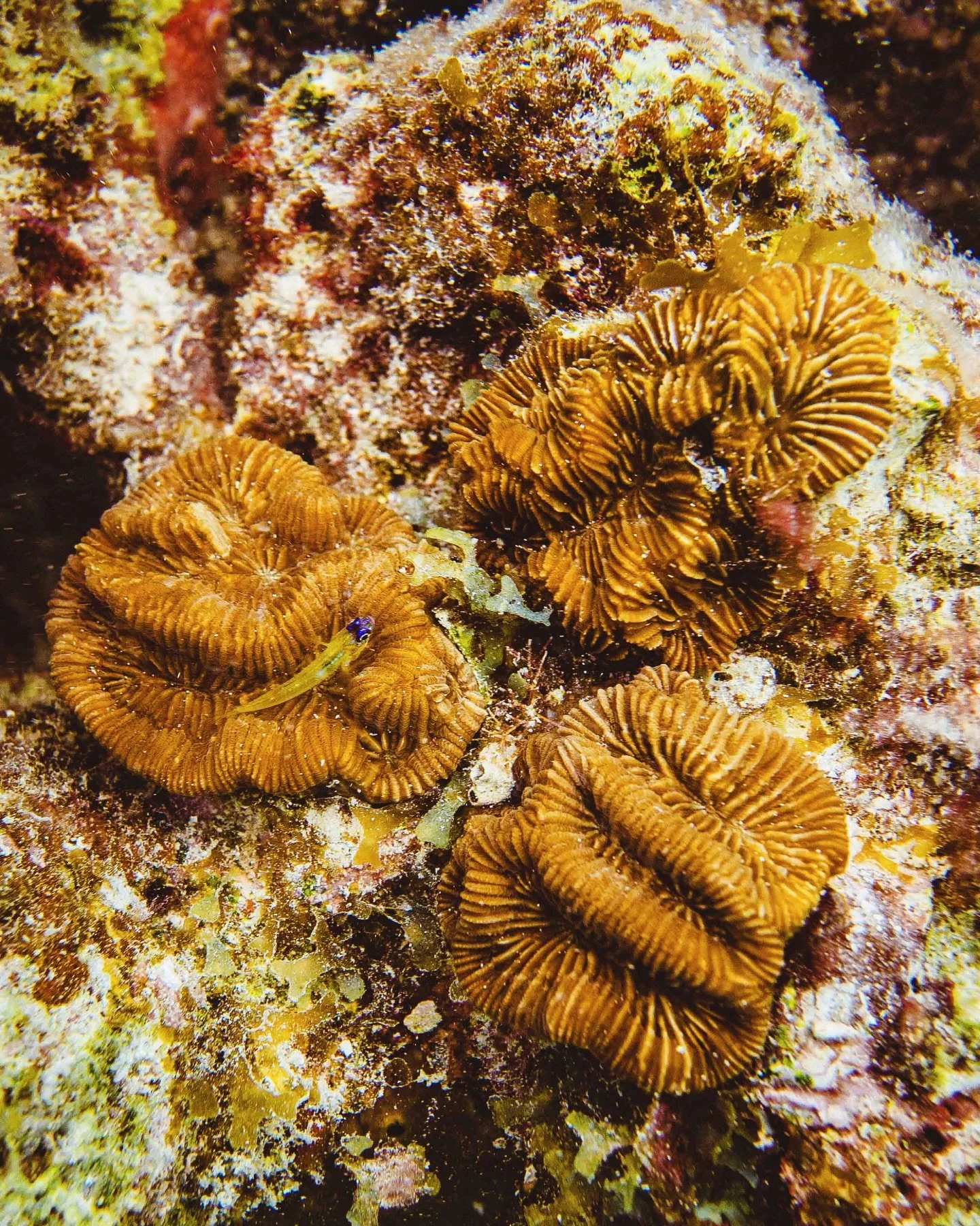 Our boulder brain coral, recognizable by its ridges and valleys, is doing well after moving from the nursery to the reef.