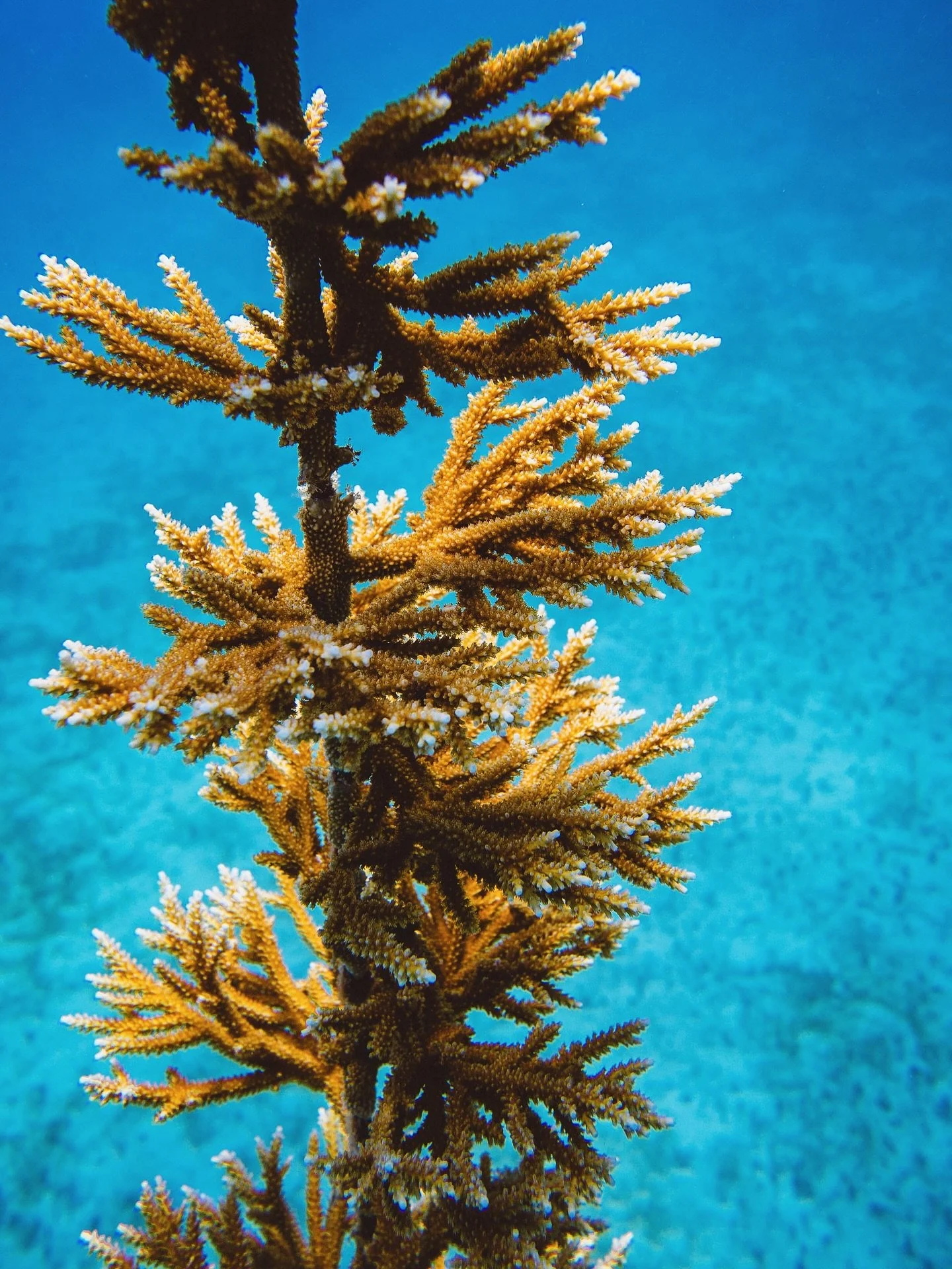 Our fused staghorn has really blossomed on these rope structures&mdash;now ready for its next chapter on the reef. 🌊