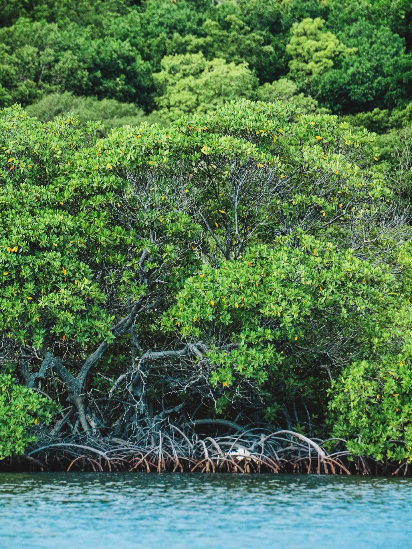 Mangroves are often overlooked, but they do a lot of heavy lifting.
They hold the shoreline in place, filter sediments and pollutants from the water, and provide critical nursery habitat for juvenile fish, rays, and other marine life.