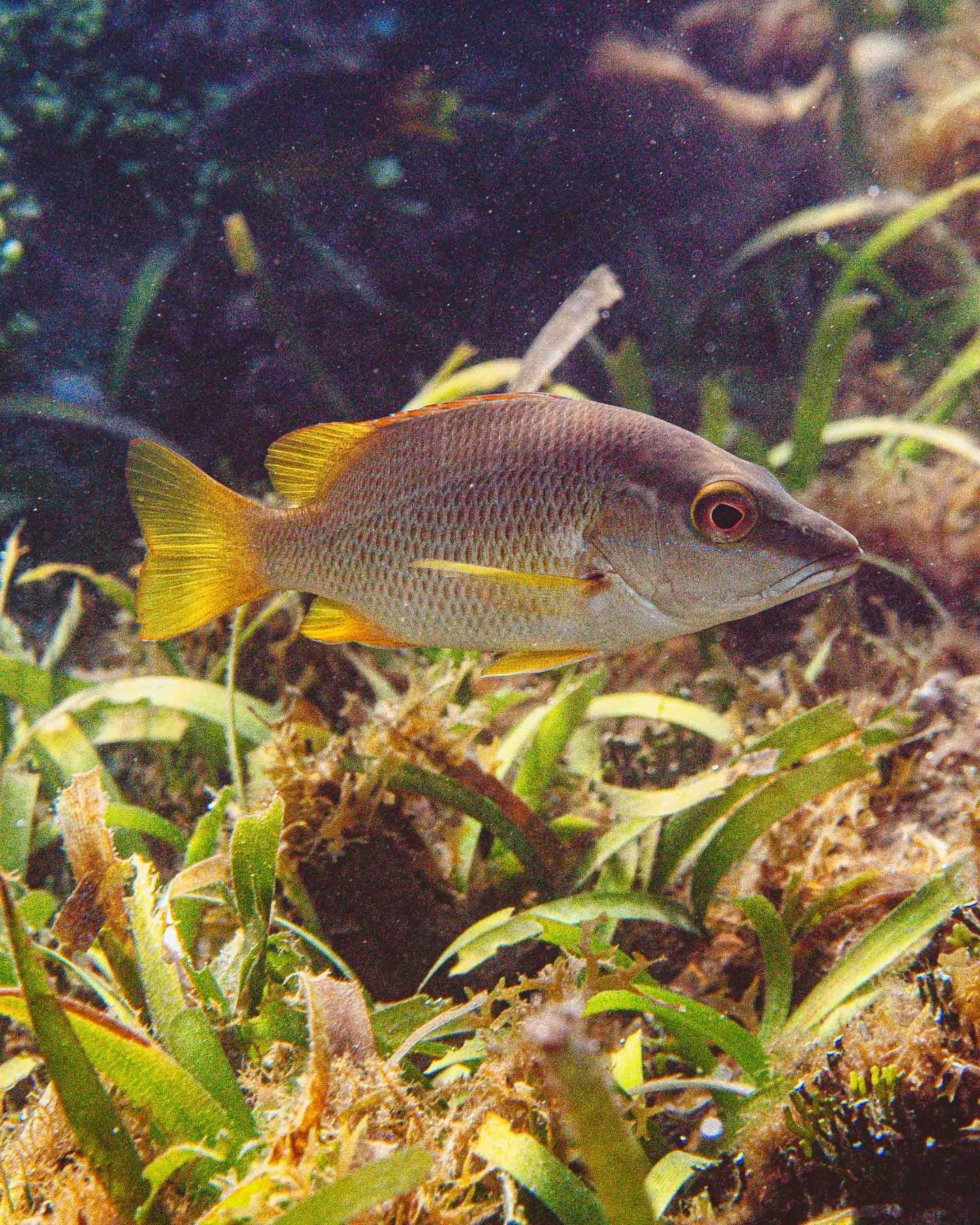 Schoolmaster snapper (Lutjanus apodus) often hover in place above the reef, holding steady but always alert to what&rsquo;s happening below. They start life in mangroves and seagrass beds before moving to the reef, where patience and quick reaction g