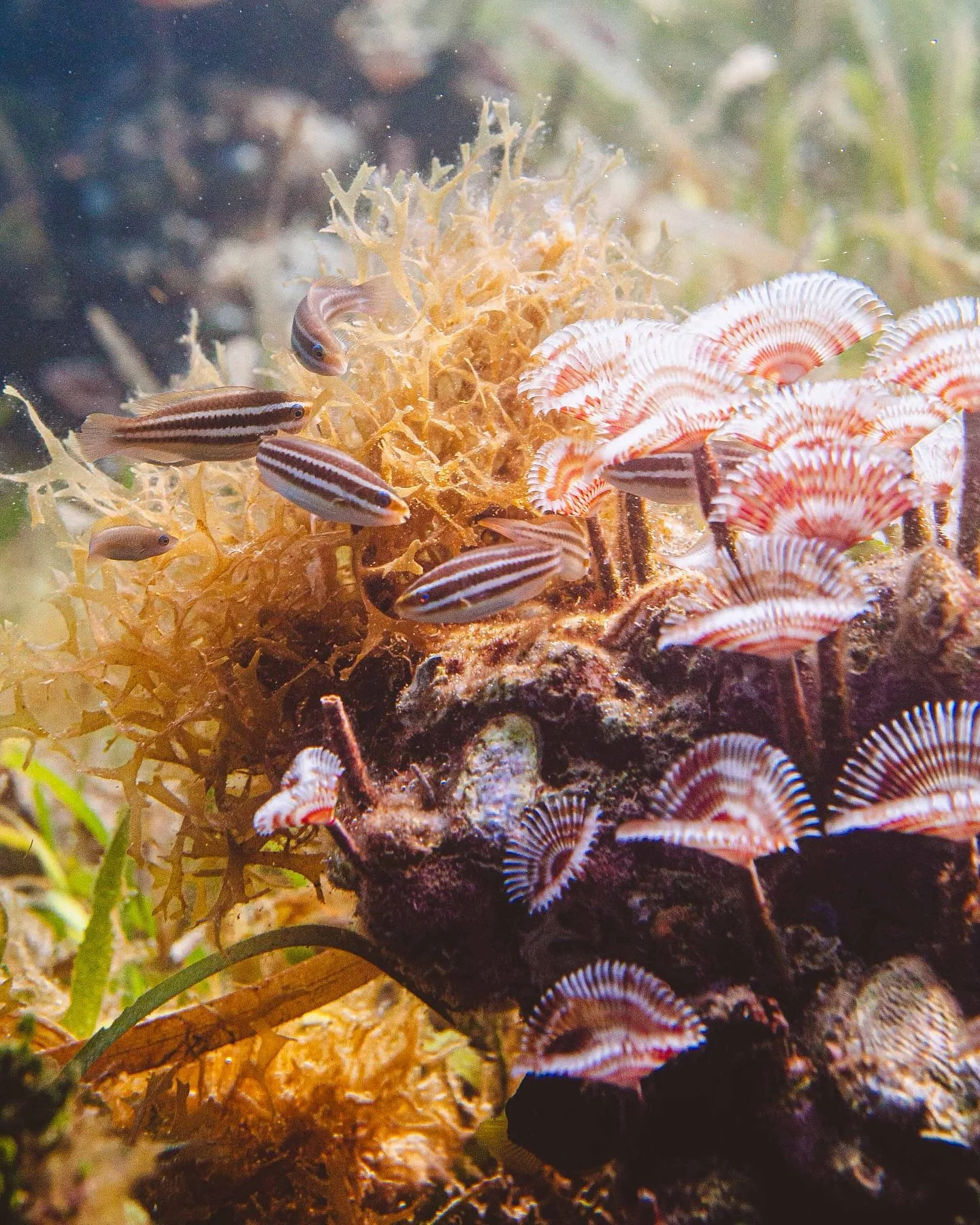 Get close enough and the reef becomes a mosaic of microhabitats.
A mix of stripes, spirals, ridges and crevices, all stitched into living texture, each one shaping space to hide, feed or grow.