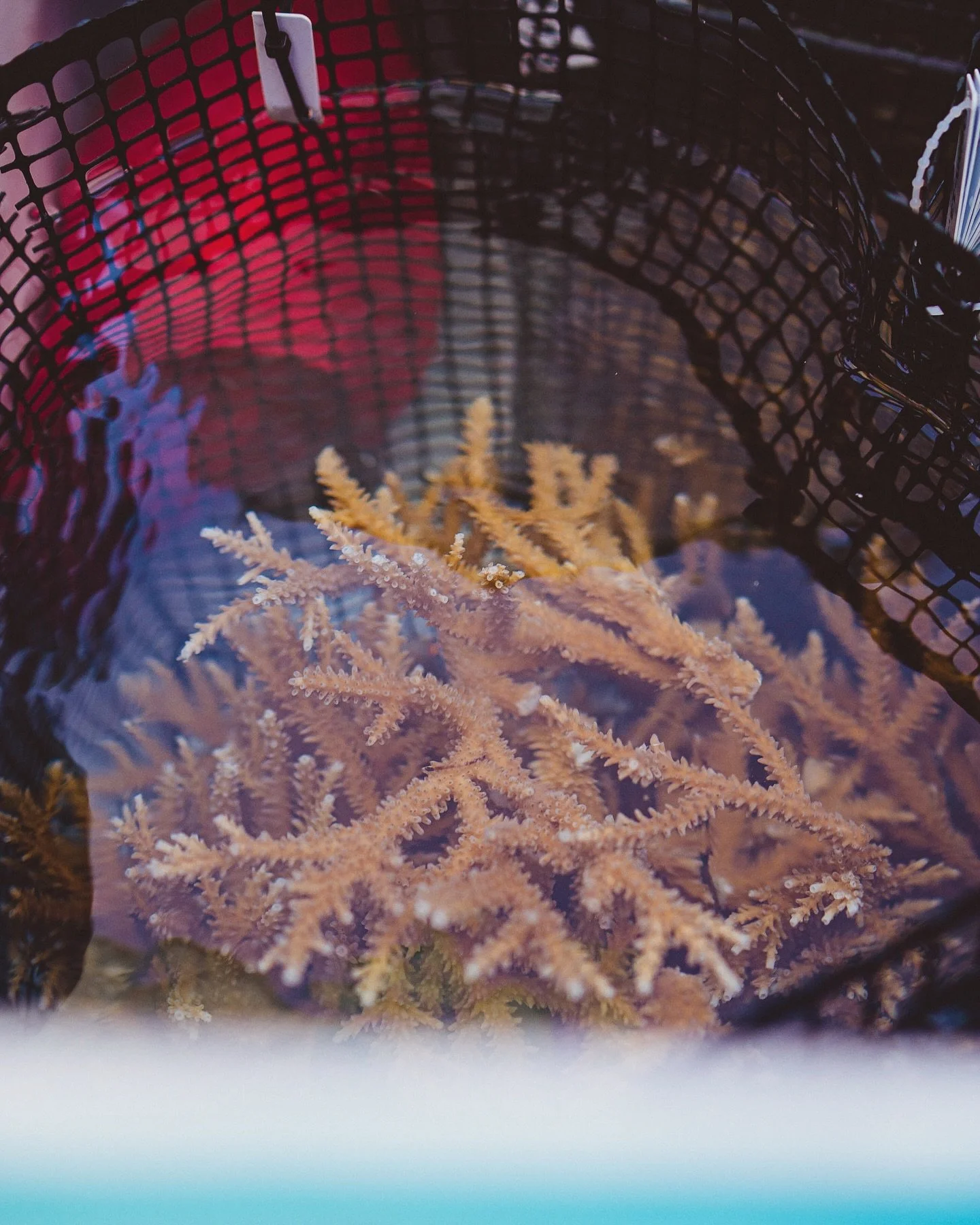 Not your average cargo 🪸🌊
Our live well aboard Caicu keeps harvested coral fragments submerged in flowing seawater during transport, helping minimise stress before they&rsquo;re outplanted into their new home on the reef.