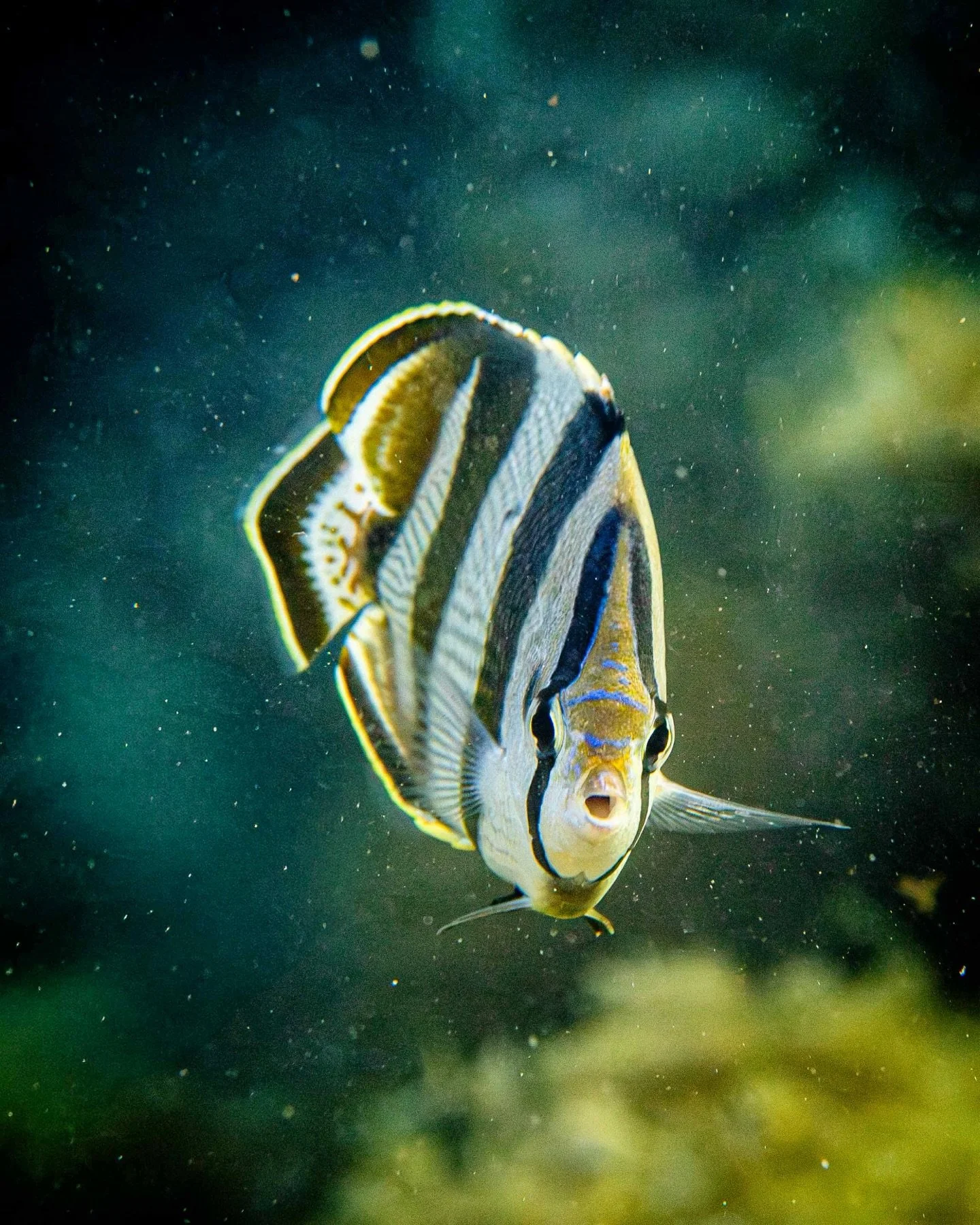Patterned perfection 🐠 The banded butterflyfish uses its bold striping to blend into the reef&rsquo;s busy visual world 🌊🪸