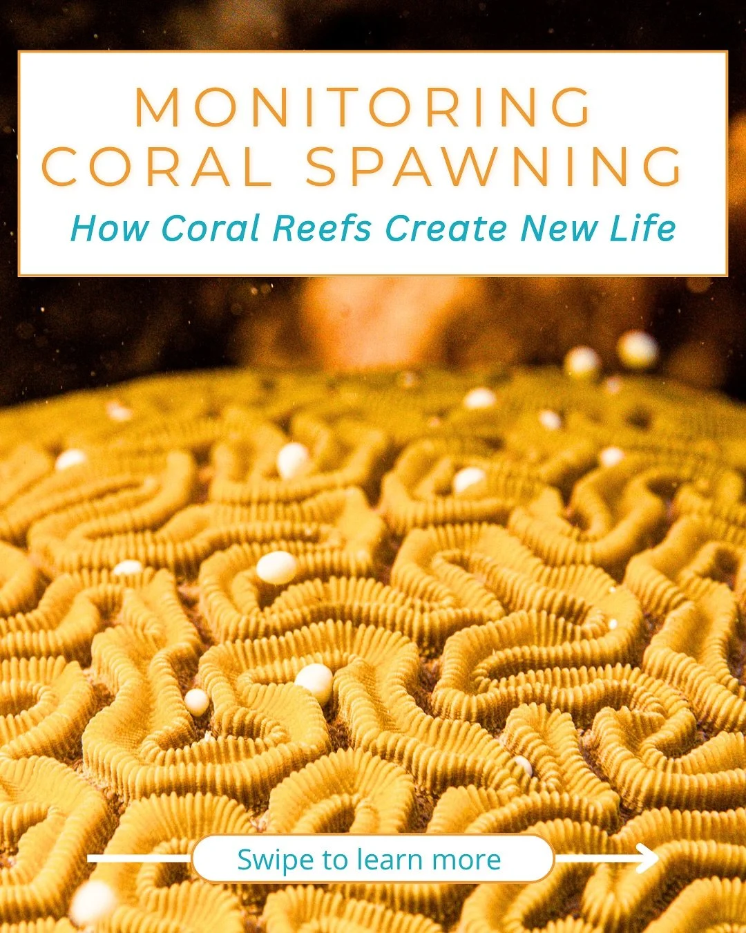 As part of our ongoing programming at AnuBlue, we monitor coral spawning in select species across our local reefs. This incredible natural process plays a key role in reef renewal.
Swipe to learn more about this remarkable event!