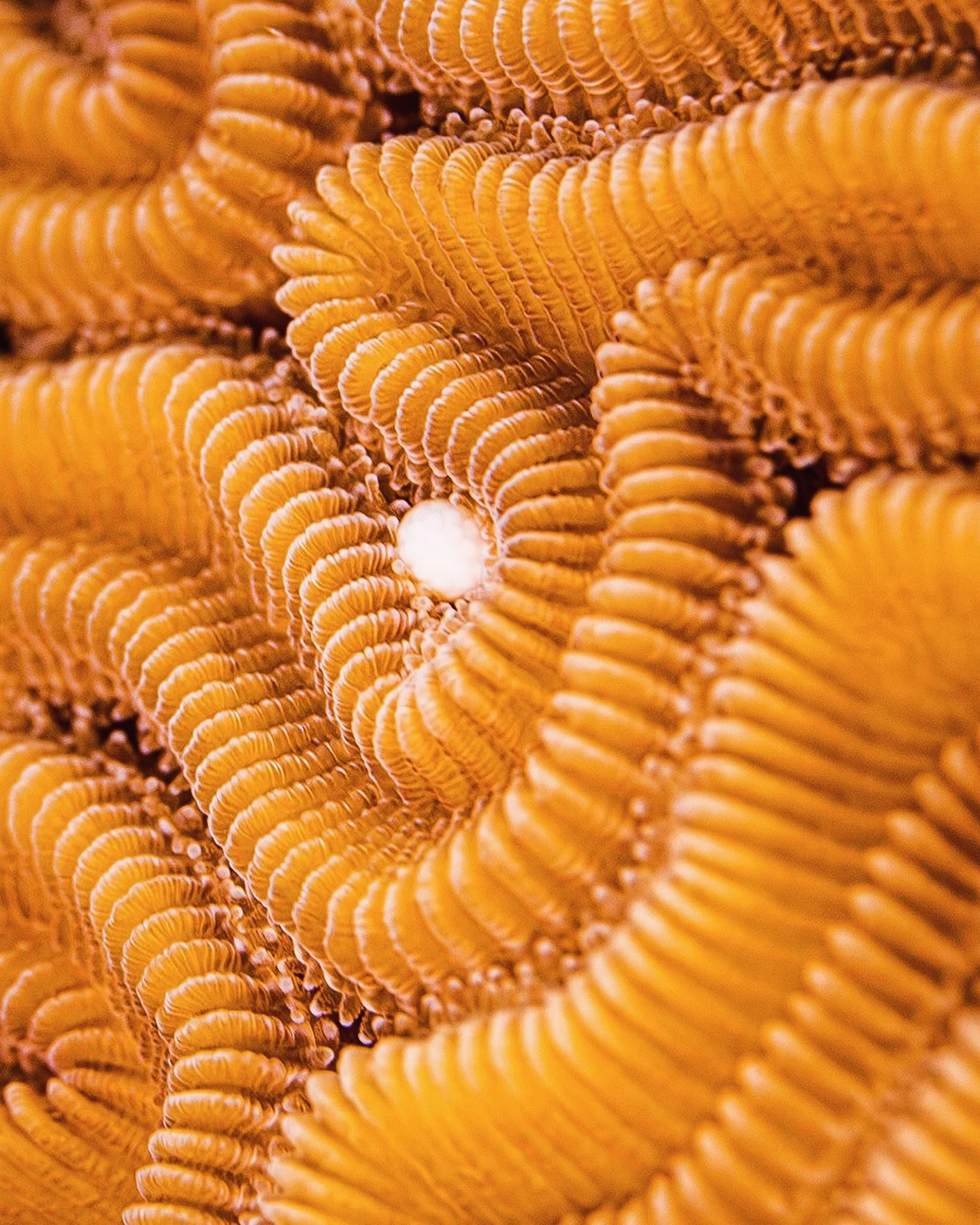 Ever wondered what coral spawning actually looks like up close? 🪸✨
This is it&mdash;a tiny bundle of life bursting from the coral, carrying eggs and sperm into the water column during one of the reef&rsquo;s most incredible natural events 🌊
Want th