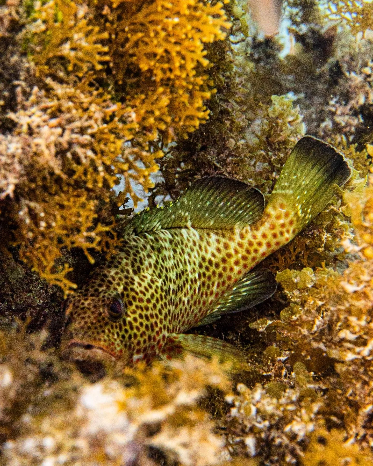 Red Hinds are ambush predators, patiently waiting among the reef before darting out to catch unsuspecting prey.
Proof that sometimes the reef&rsquo;s best hunters don&rsquo;t need to chase. 🌊✨
