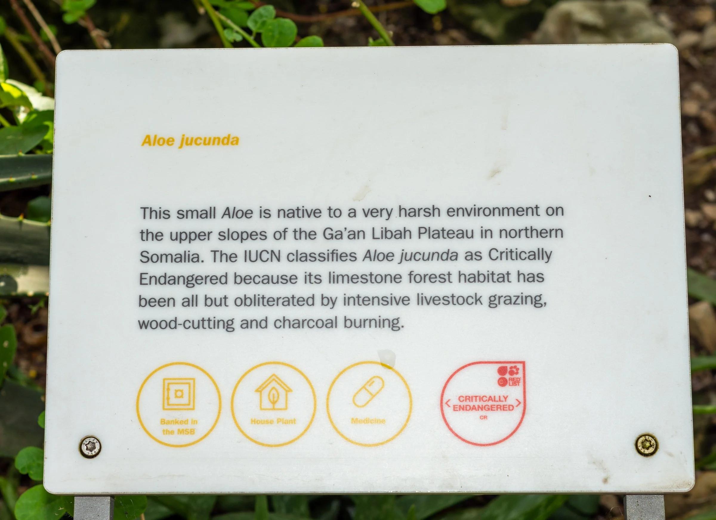 A sign describes threats facing the Aloe jucunda plant species